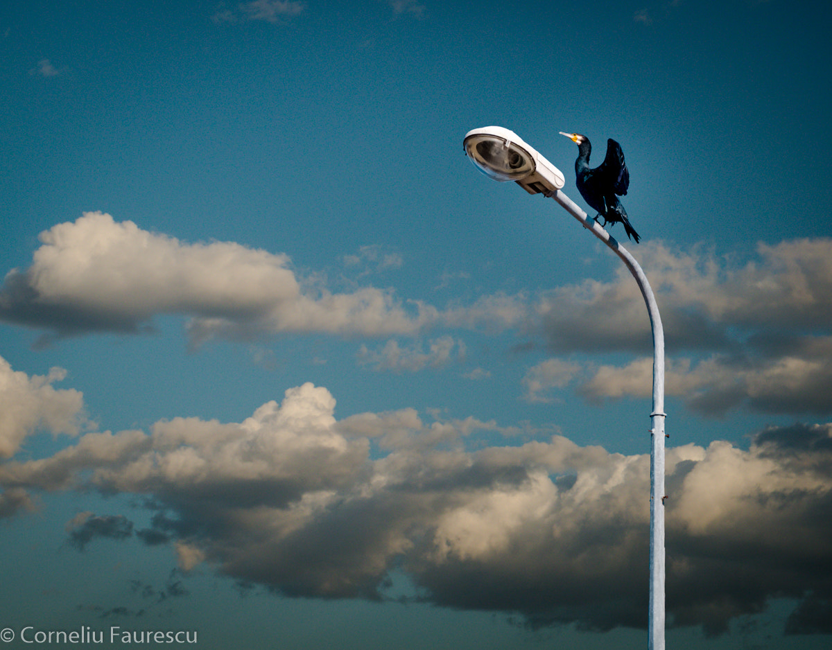 Panasonic Lumix DMC-G5 sample photo. Cormorant wandering in the city photography