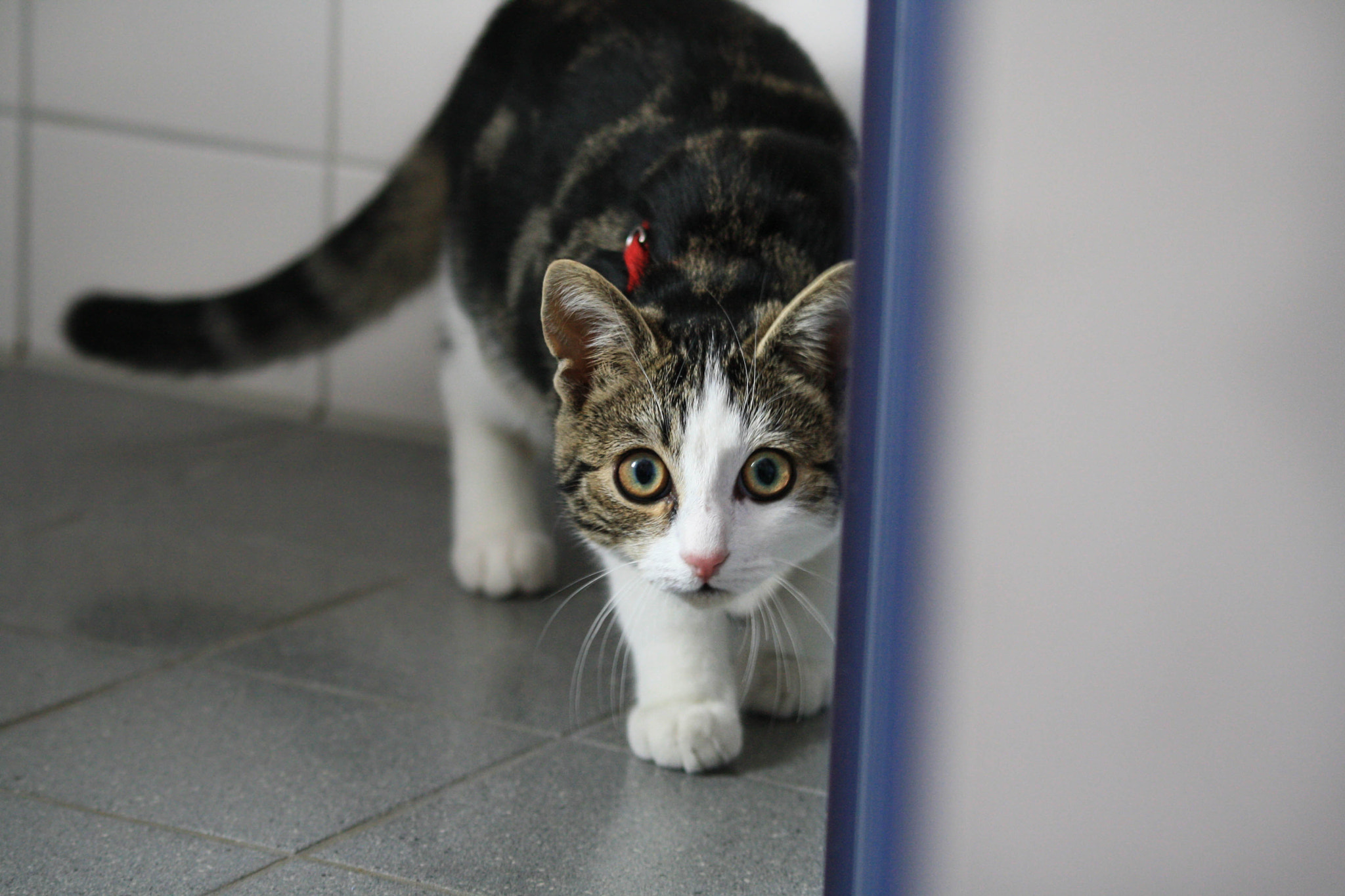 Canon EOS 1000D (EOS Digital Rebel XS / EOS Kiss F) sample photo. Watching you photography