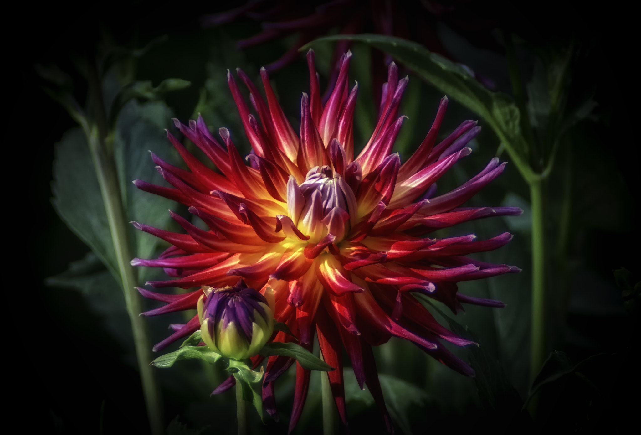 AF Zoom-Nikkor 80-200mm f/2.8 ED sample photo. Colors explosion photography