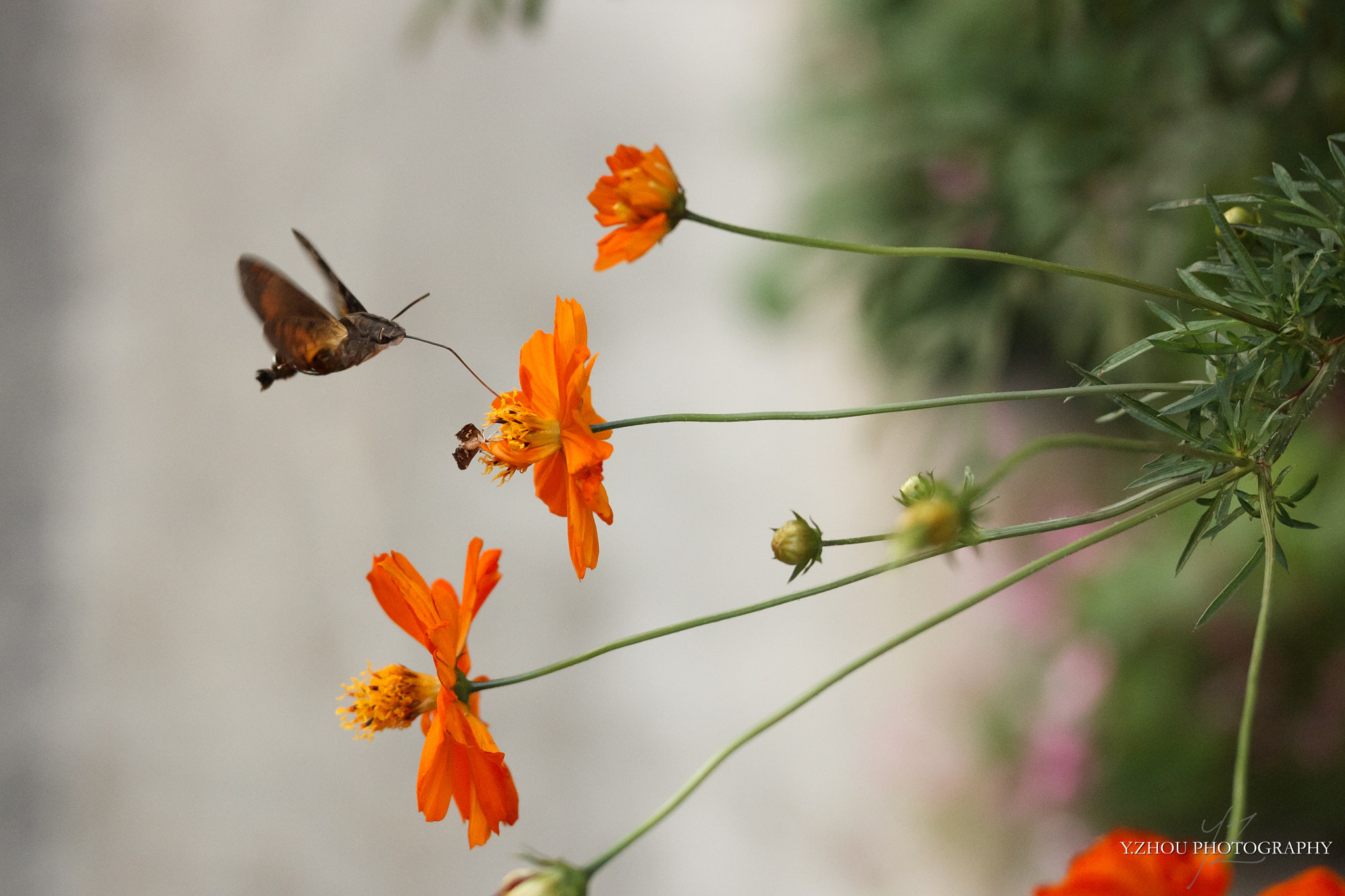 Canon EF-S 60mm F2.8 Macro USM sample photo. Moth photography