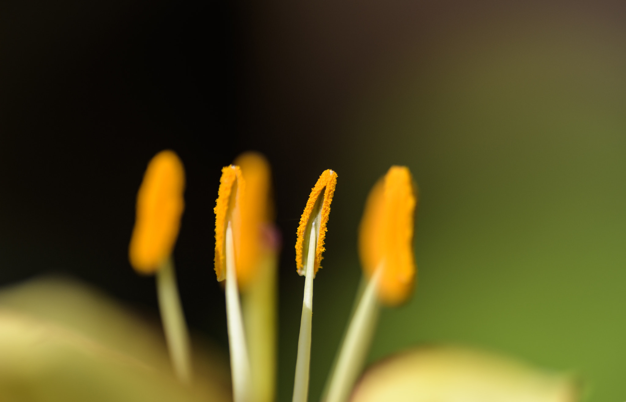 Nikon D500 sample photo. Inner flower photography