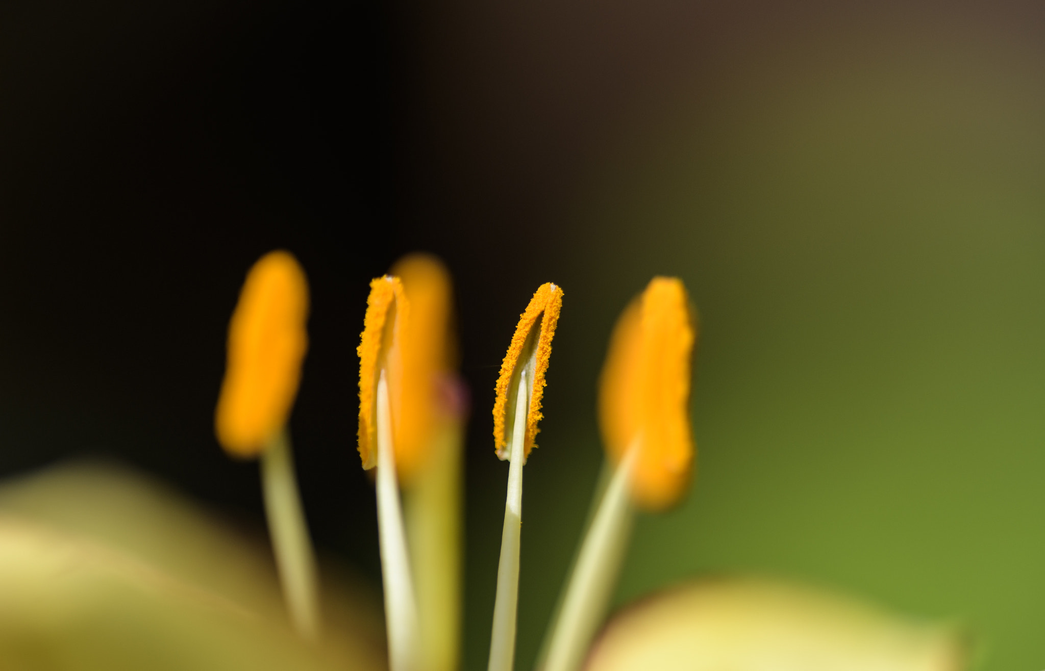 Sigma 150mm F2.8 EX DG OS Macro HSM sample photo. Inner flower photography