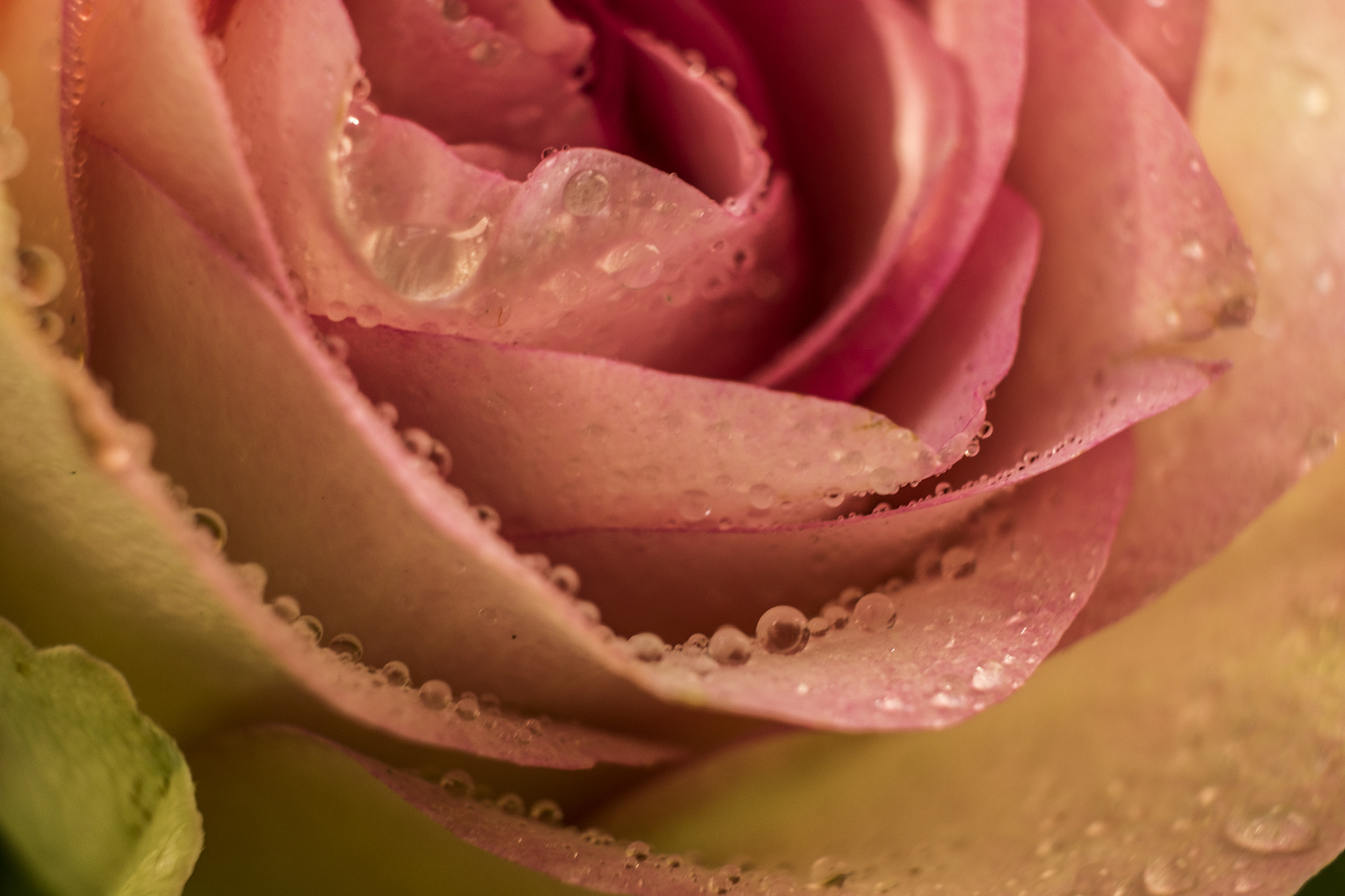 Fujifilm X-Pro2 + Fujifilm XF 60mm F2.4 R Macro sample photo. Es difícil disparando a pulso... photography