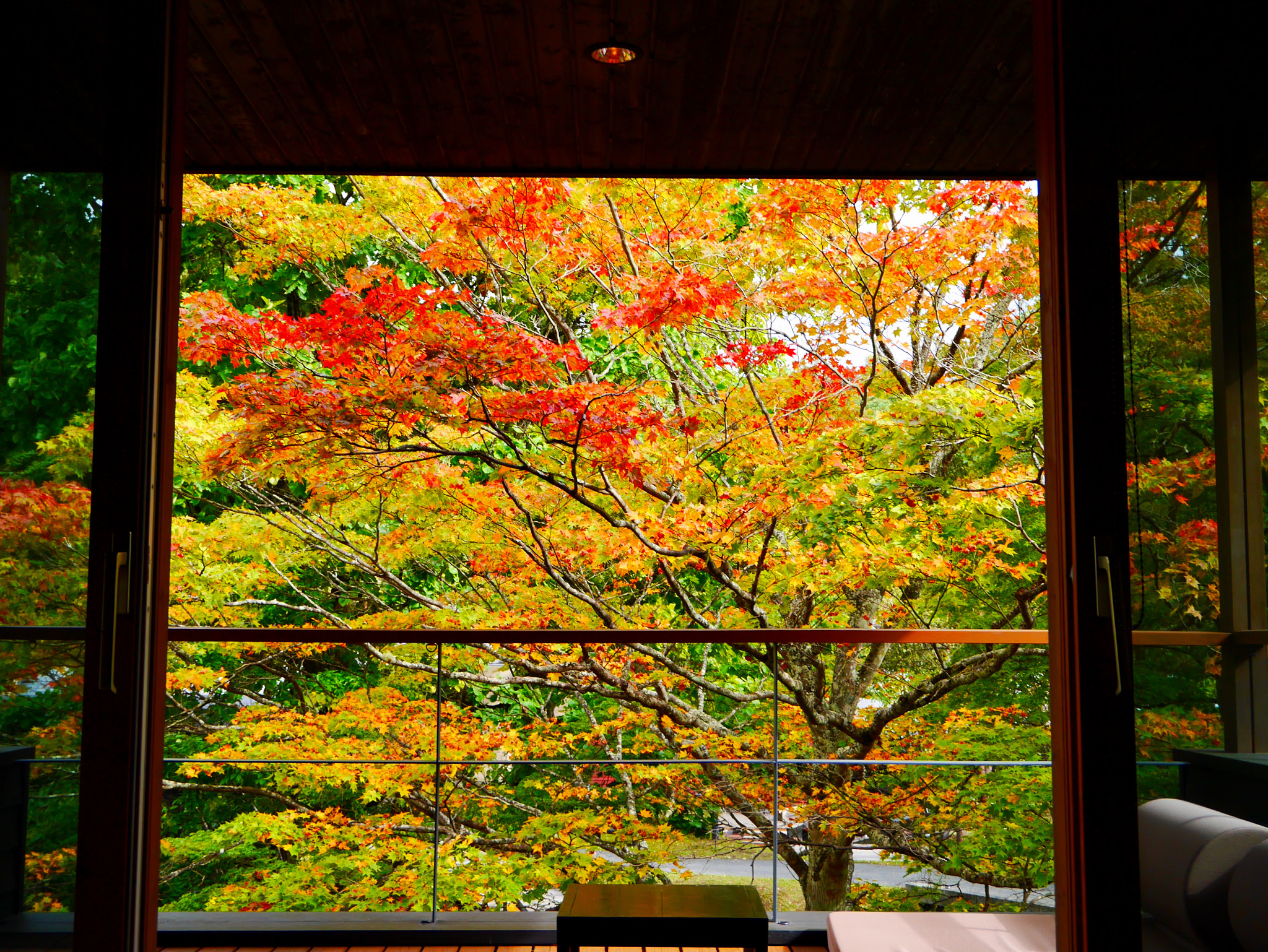 LUMIX G VARIO PZ 14-42/F3.5-5.6 sample photo. Autumn leaves photography