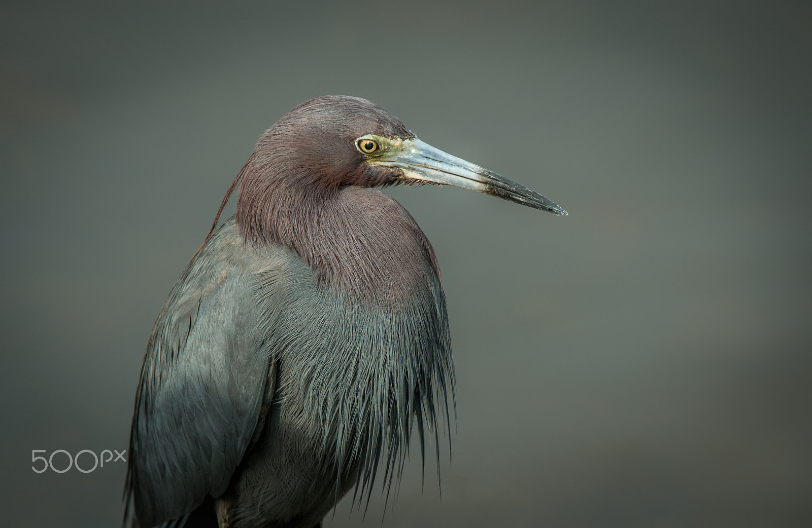 Nikon AF-S Nikkor 200-400mm F4G ED-IF VR sample photo. Reddish egret photography