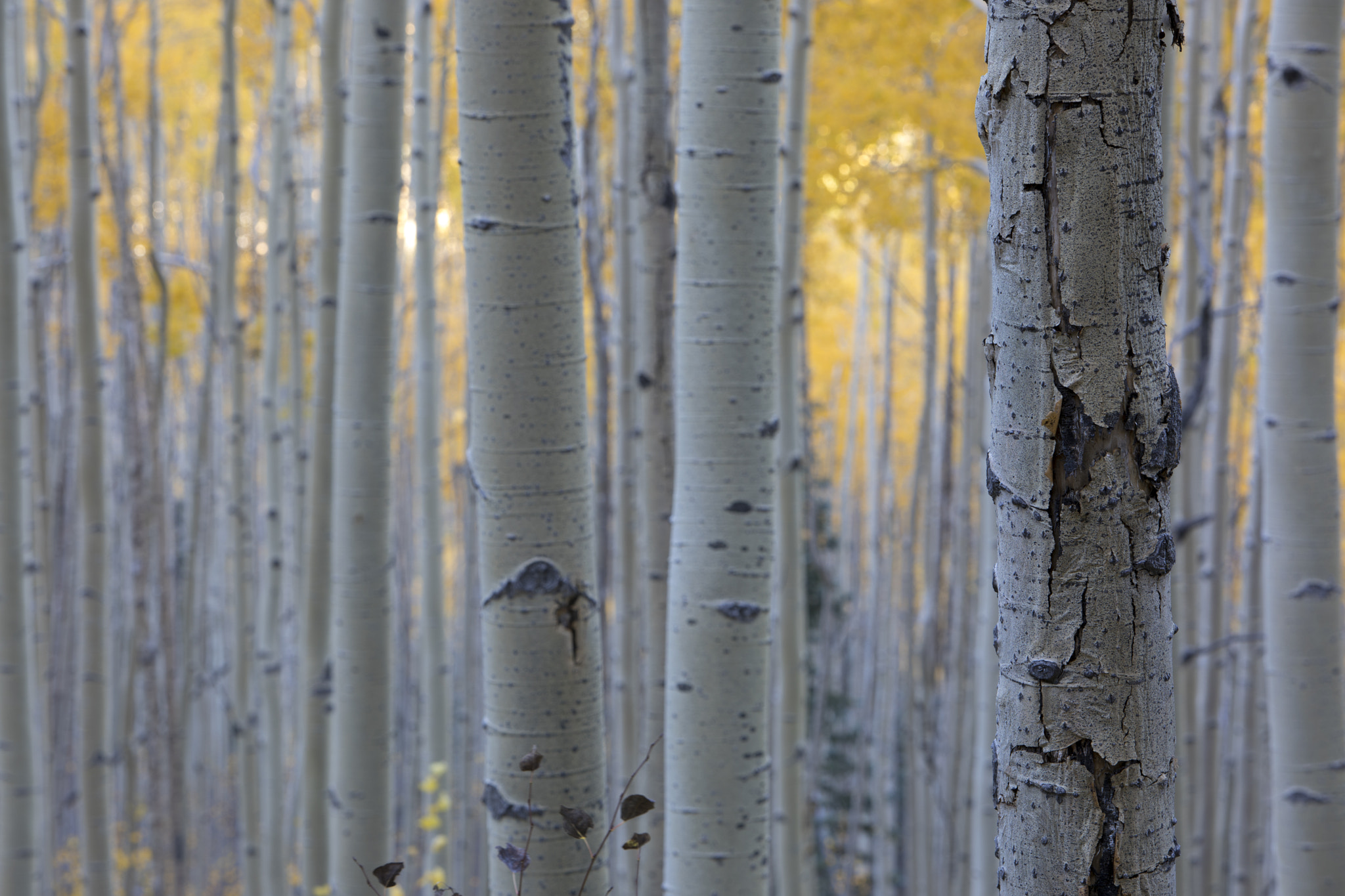 Canon EF 70-200mm F2.8L IS USM sample photo. Aspen grove photography