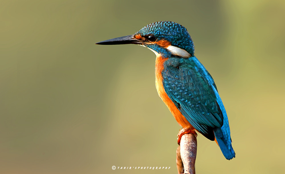 Canon EOS 70D + Canon EF 400mm F5.6L USM sample photo. Alcedo athis photography