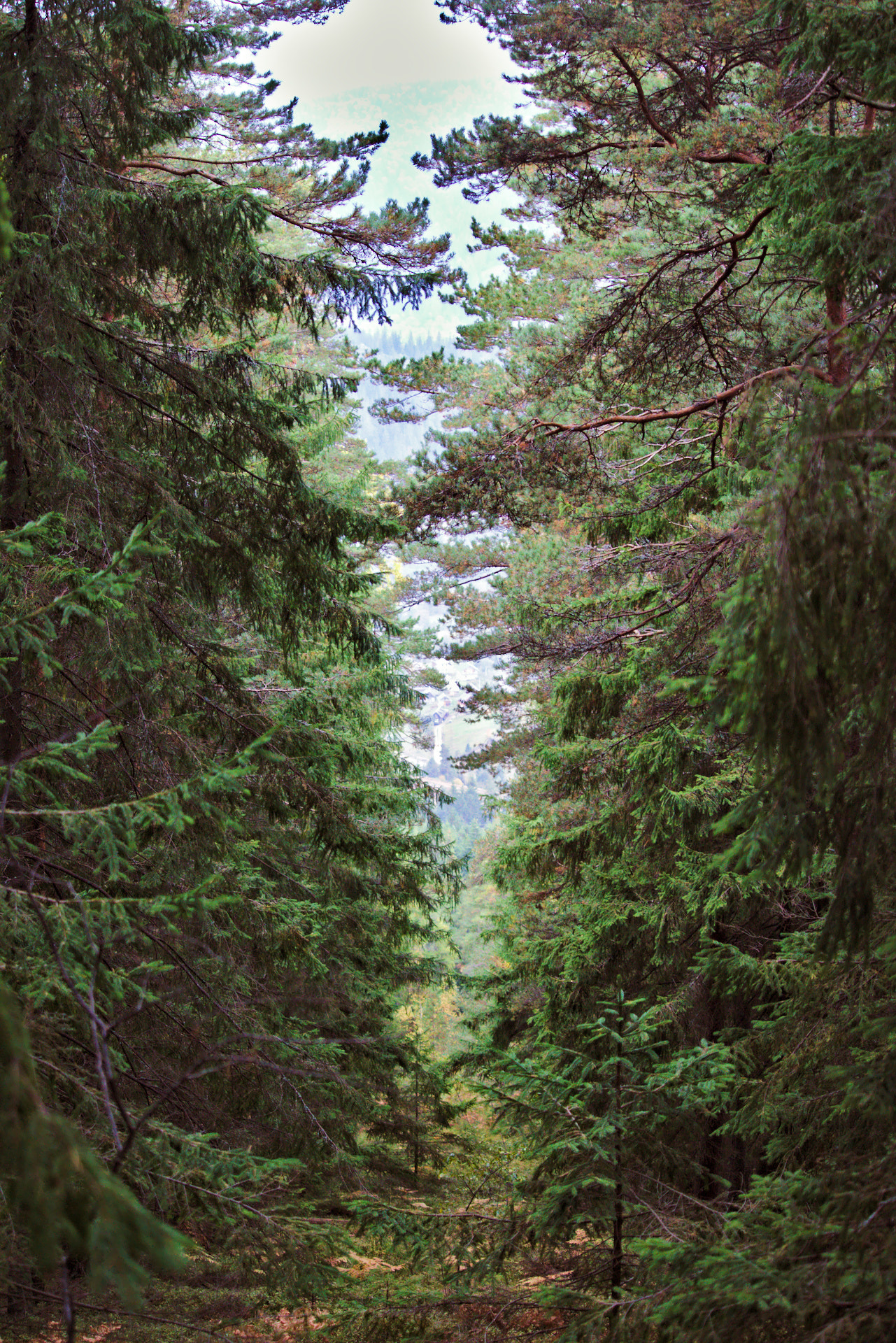 Canon EF-S 55-250mm F4-5.6 IS STM sample photo. Forest photography