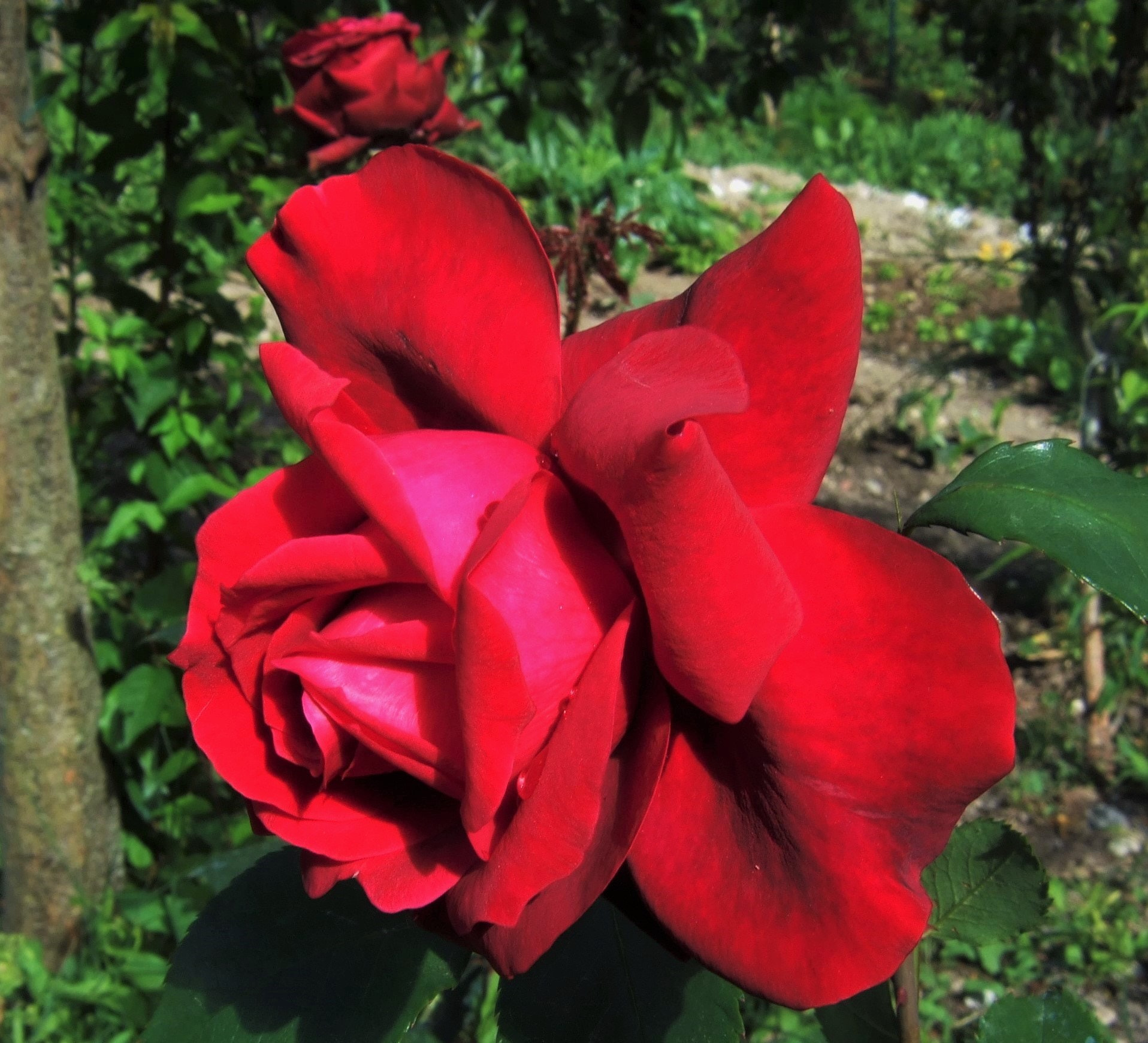 Fujifilm FinePix F31fd sample photo. Red rose photography