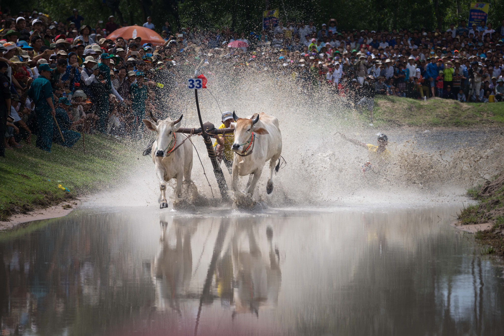Sony 70-300mm F4.5-5.6 G SSM sample photo. Vietnamese bull racing photography