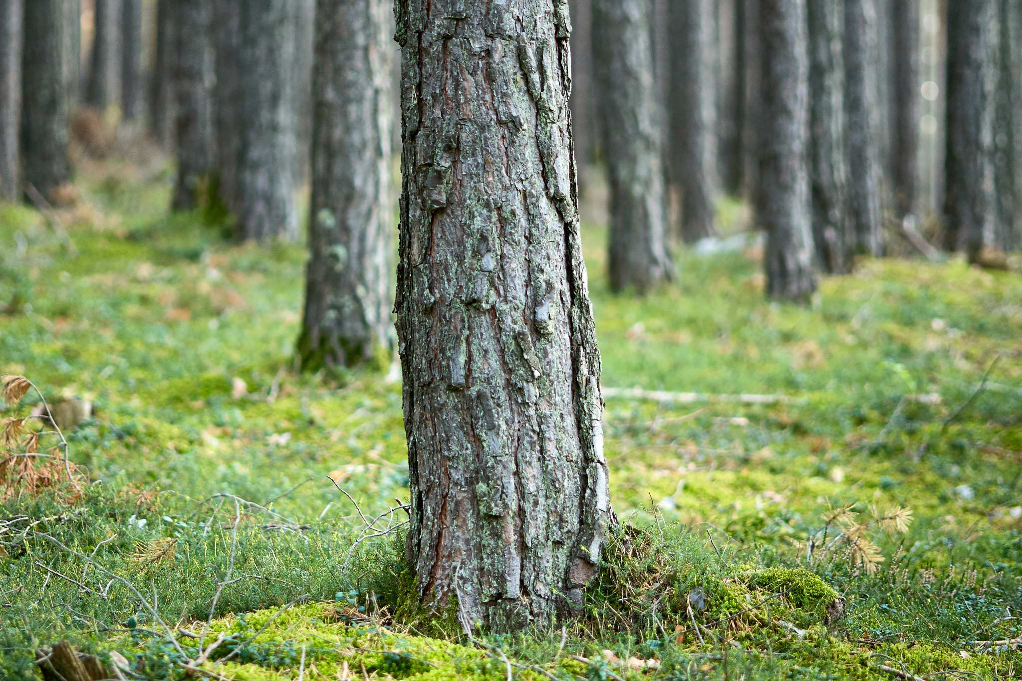 Nikon D200 sample photo. Bosc photography