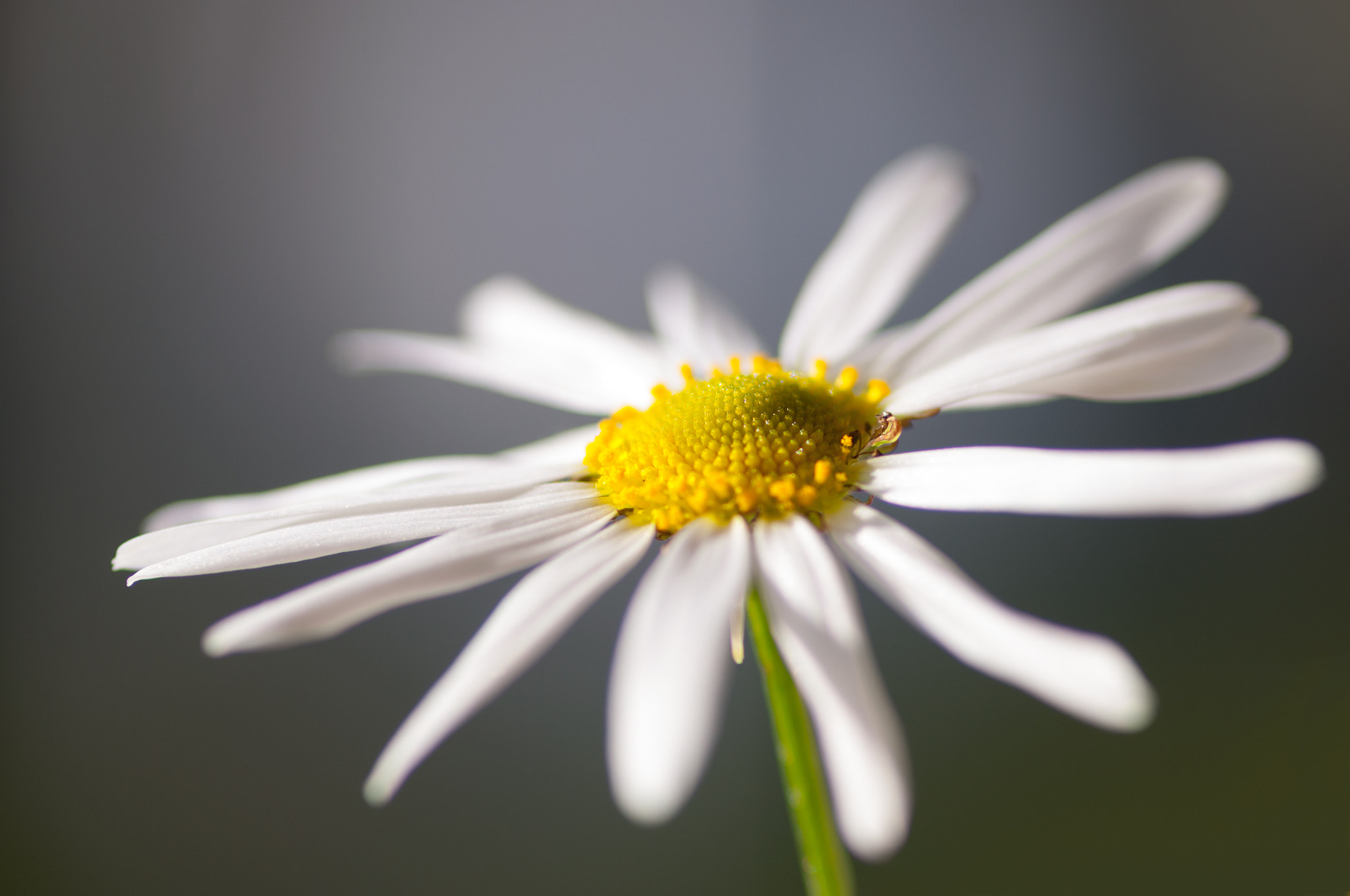 Tokina AT-X Pro 100mm F2.8 Macro sample photo. Towards the light photography