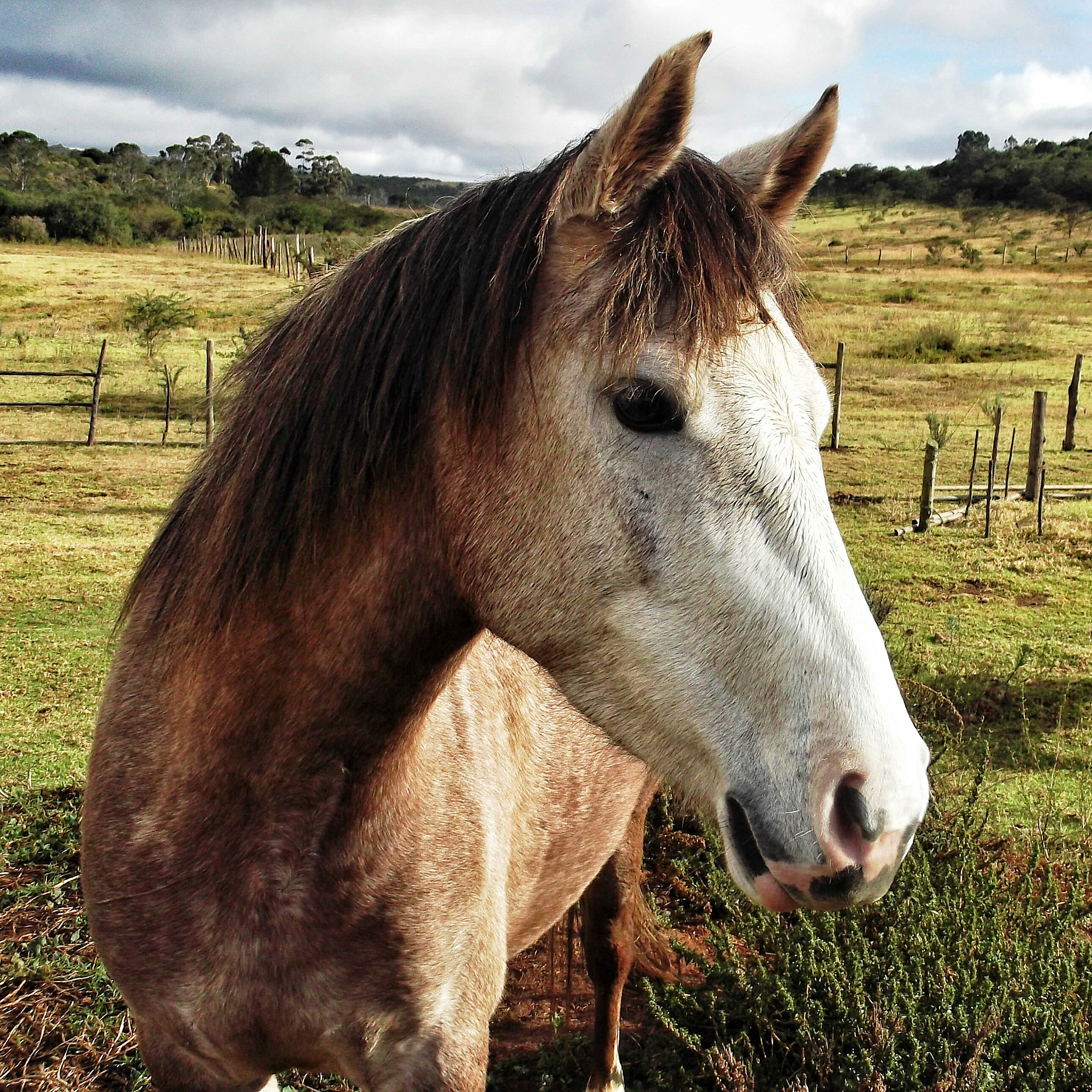 Fujifilm FinePix L30 sample photo. The horse with the white face photography