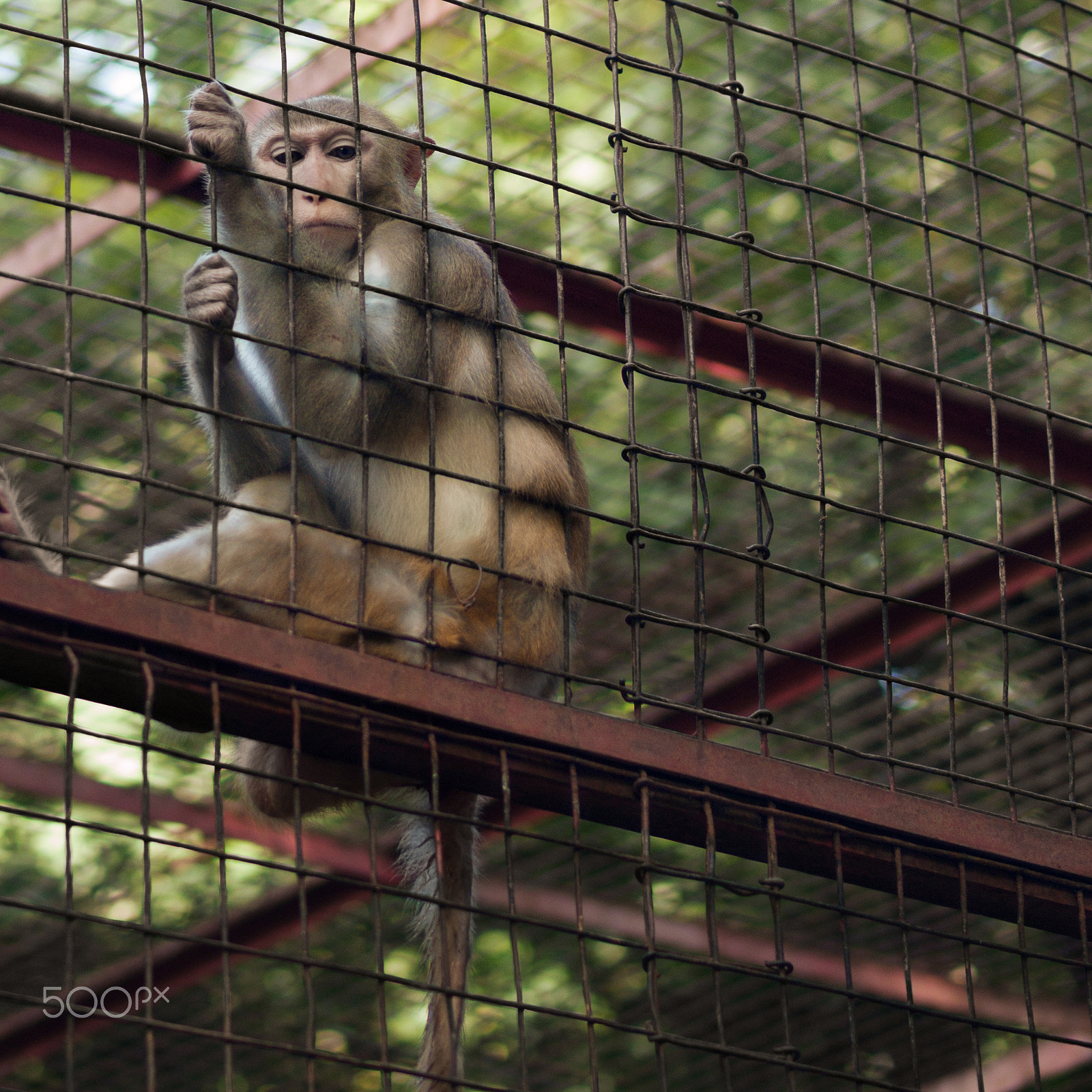 Olympus E-620 (EVOLT E-620) sample photo. Monkey behind the bars photography