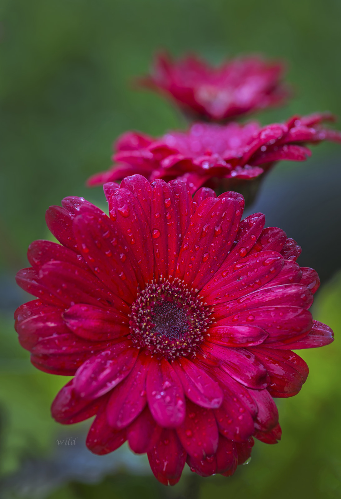 Sigma 105mm F2.8 EX DG Macro sample photo. Drops on red photography