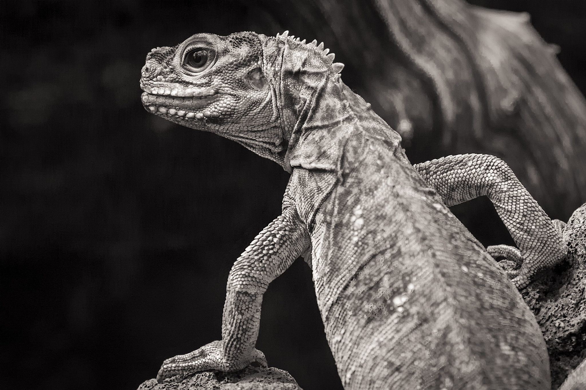 Canon EF 100mm F2.8 Macro USM sample photo. Dragon... photography