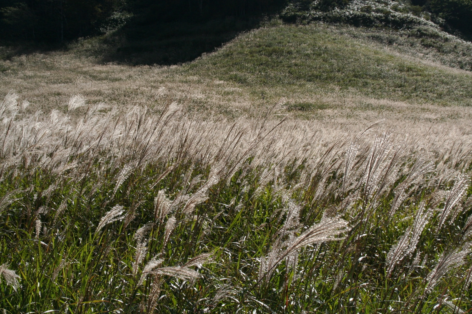 Canon EOS 350D (EOS Digital Rebel XT / EOS Kiss Digital N) sample photo. Japanese pampas grass - daisen photography