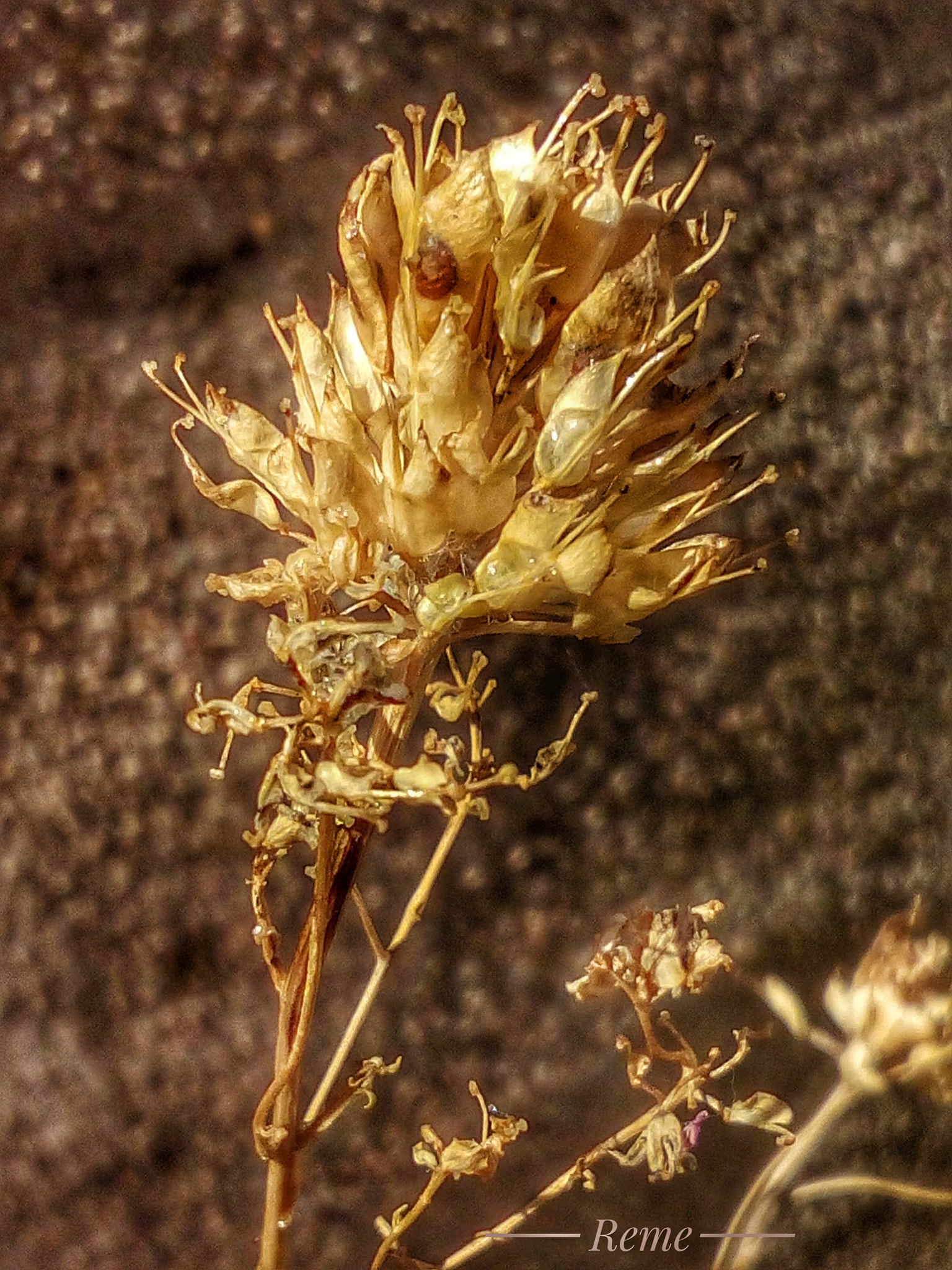 bq Aquaris E5 HD sample photo. Otoño photography