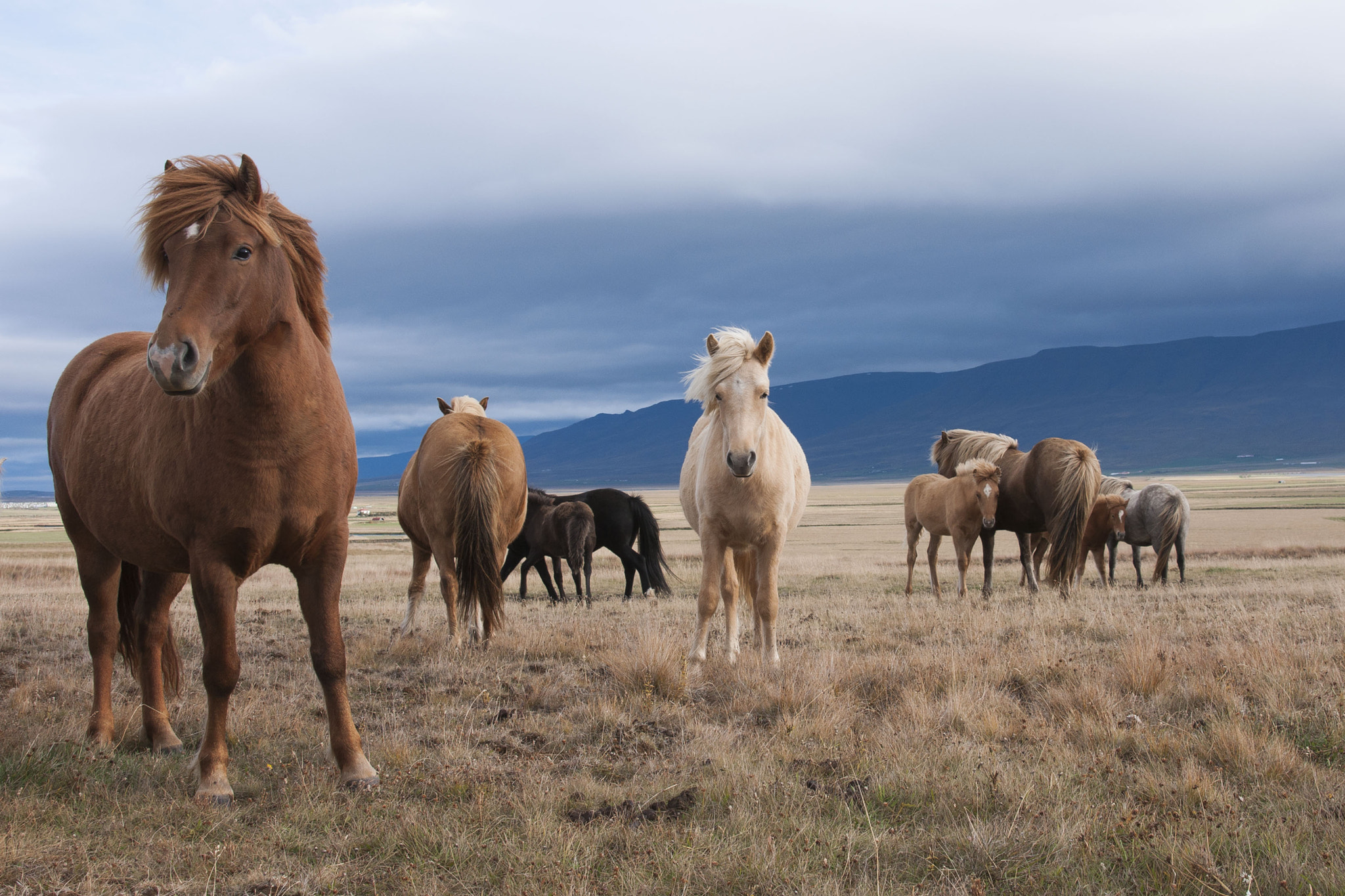 Sony Alpha DSLR-A700 sample photo. Horses - iceland photography