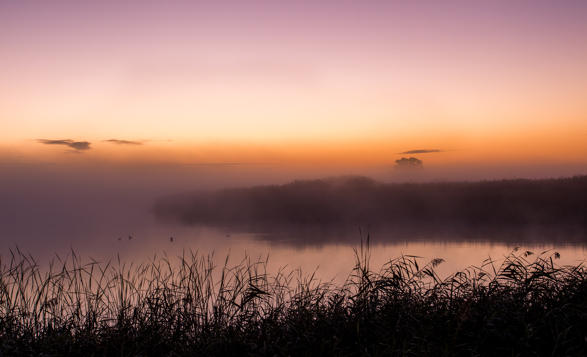 Canon EOS-1D Mark IV sample photo. Misty reed beds photography