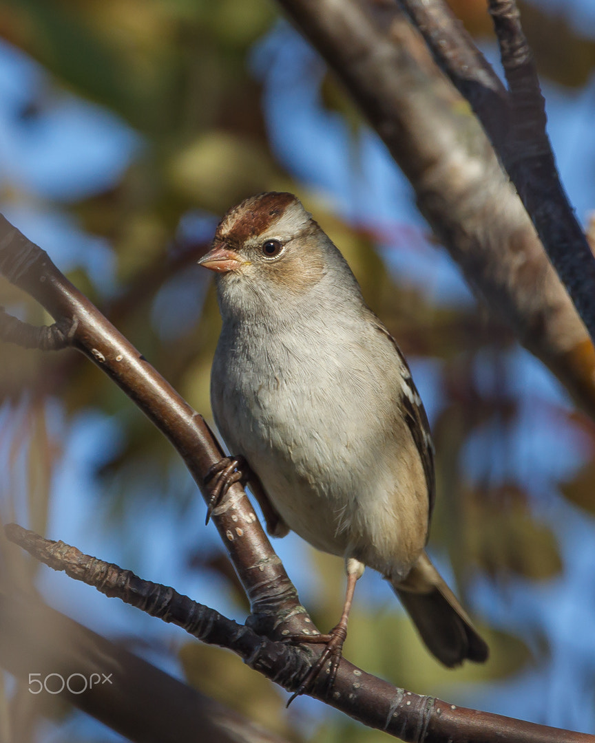 Canon EF 500mm F4L IS USM sample photo. Young sparrow photography