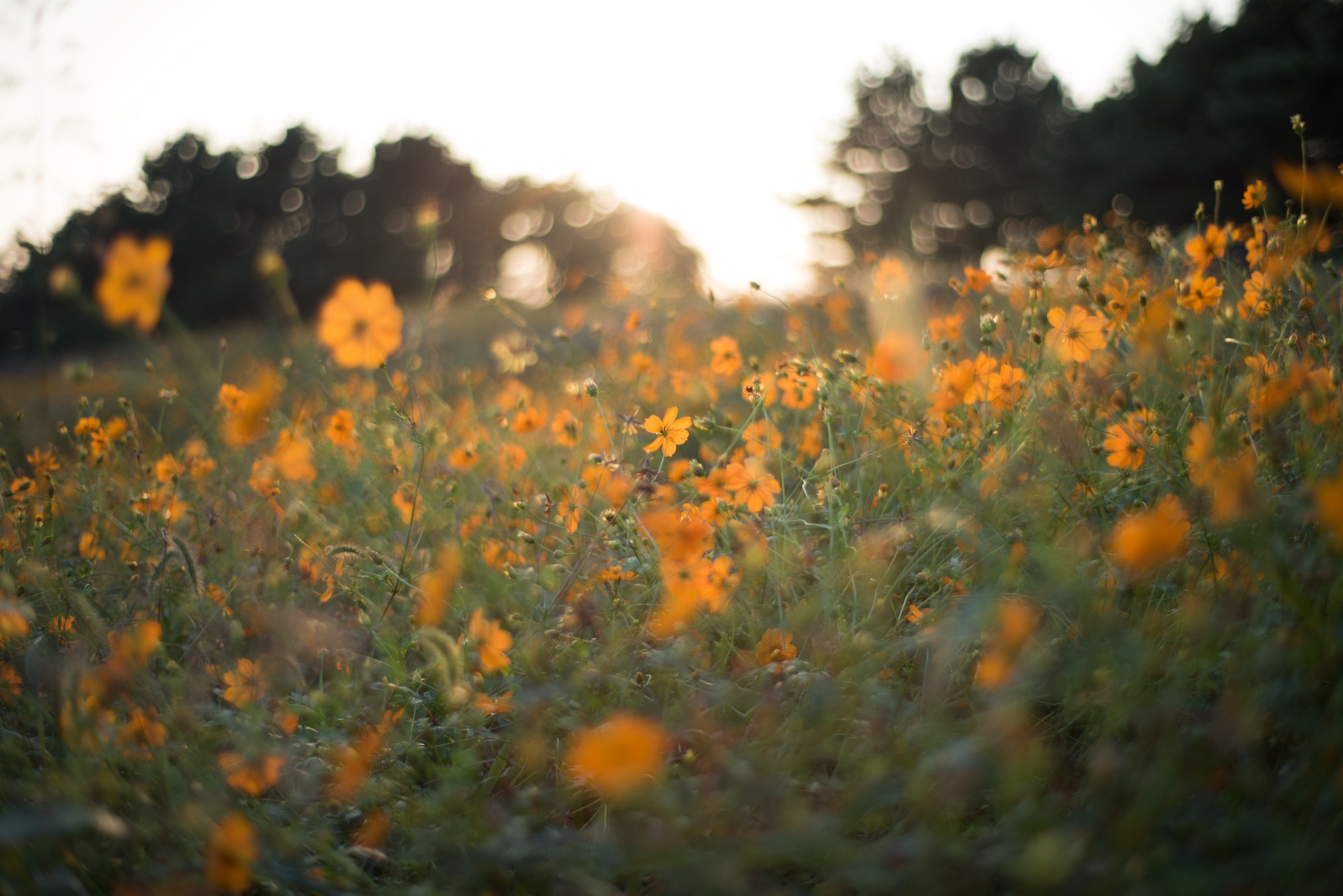 ZEISS Planar T* 50mm F1.4 sample photo