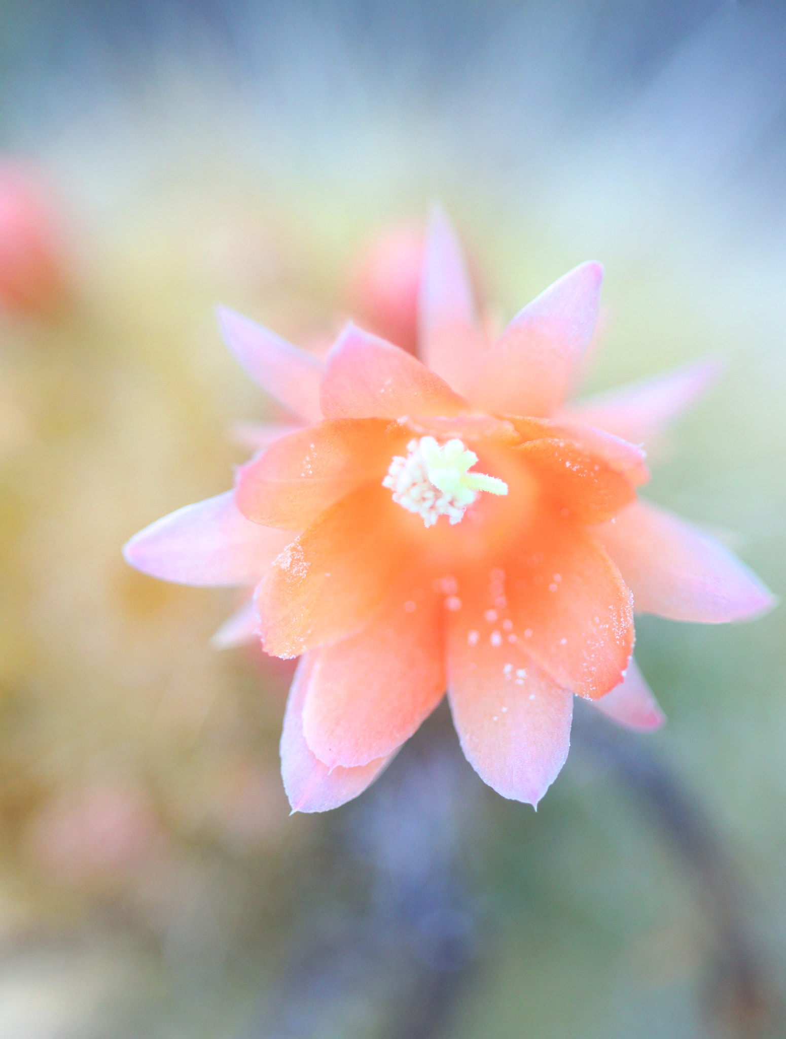 Canon EF 100mm F2.8 Macro USM sample photo. Starburst photography