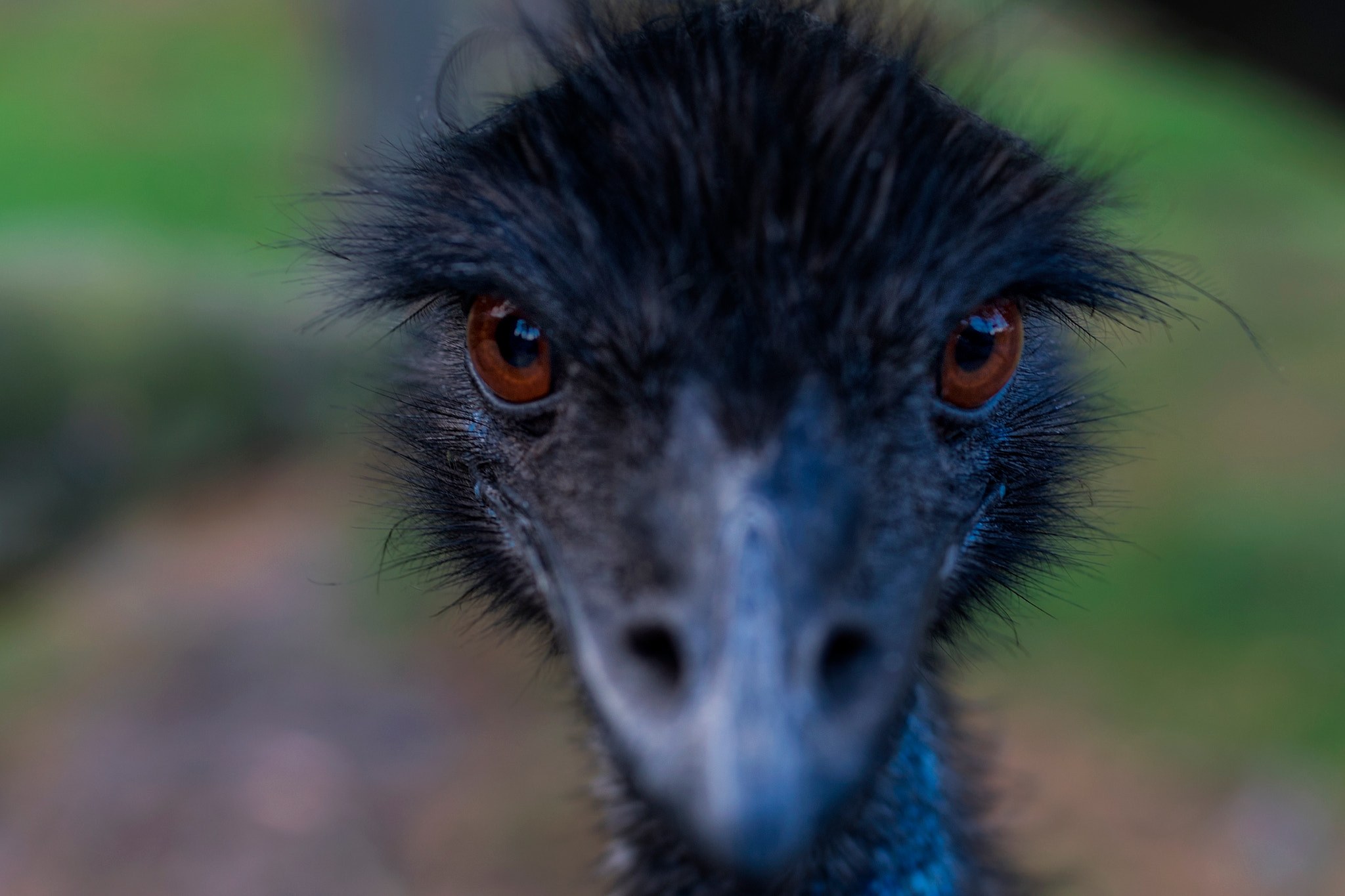 Canon EF 35mm F1.4L II USM sample photo. Emu photography
