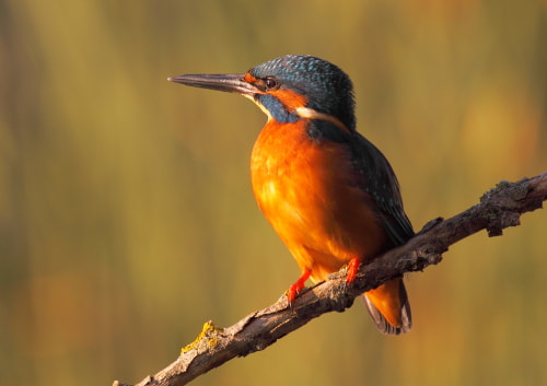 Canon EF 100-400mm F4.5-5.6L IS USM sample photo. King fisher photography