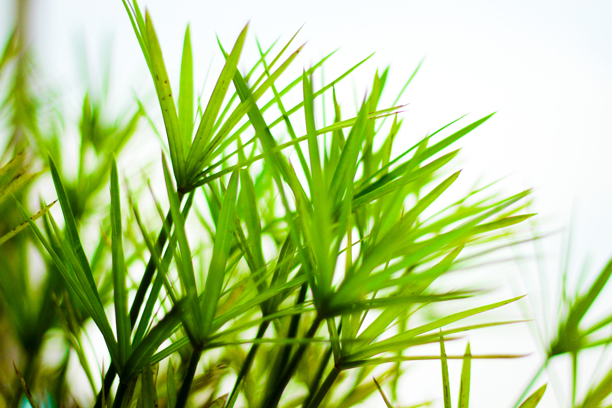 Canon EOS 7D + Canon EF 50mm F1.8 II sample photo