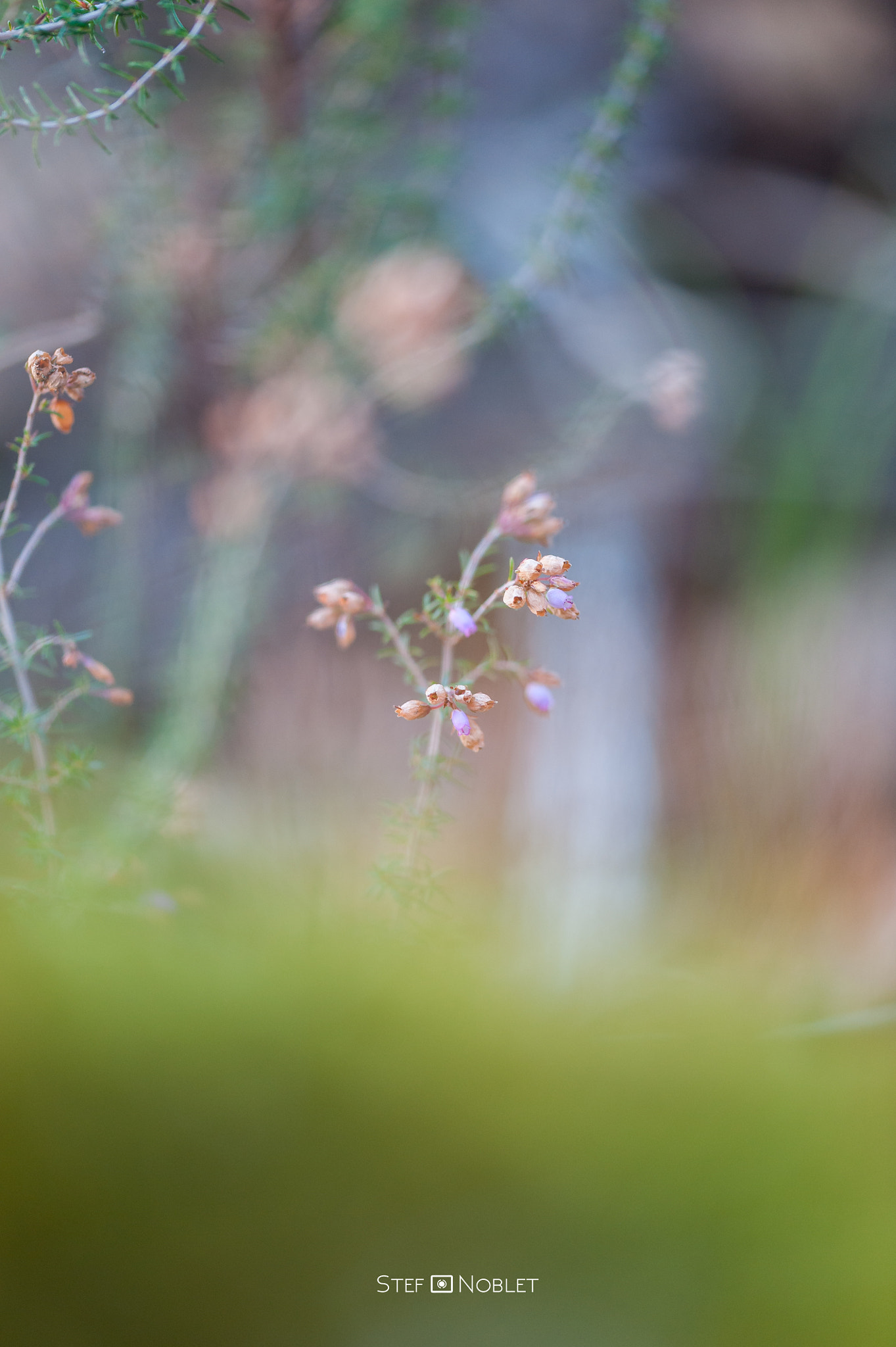 Sigma 105mm F2.8 EX DG OS HSM sample photo. Bruyére photography