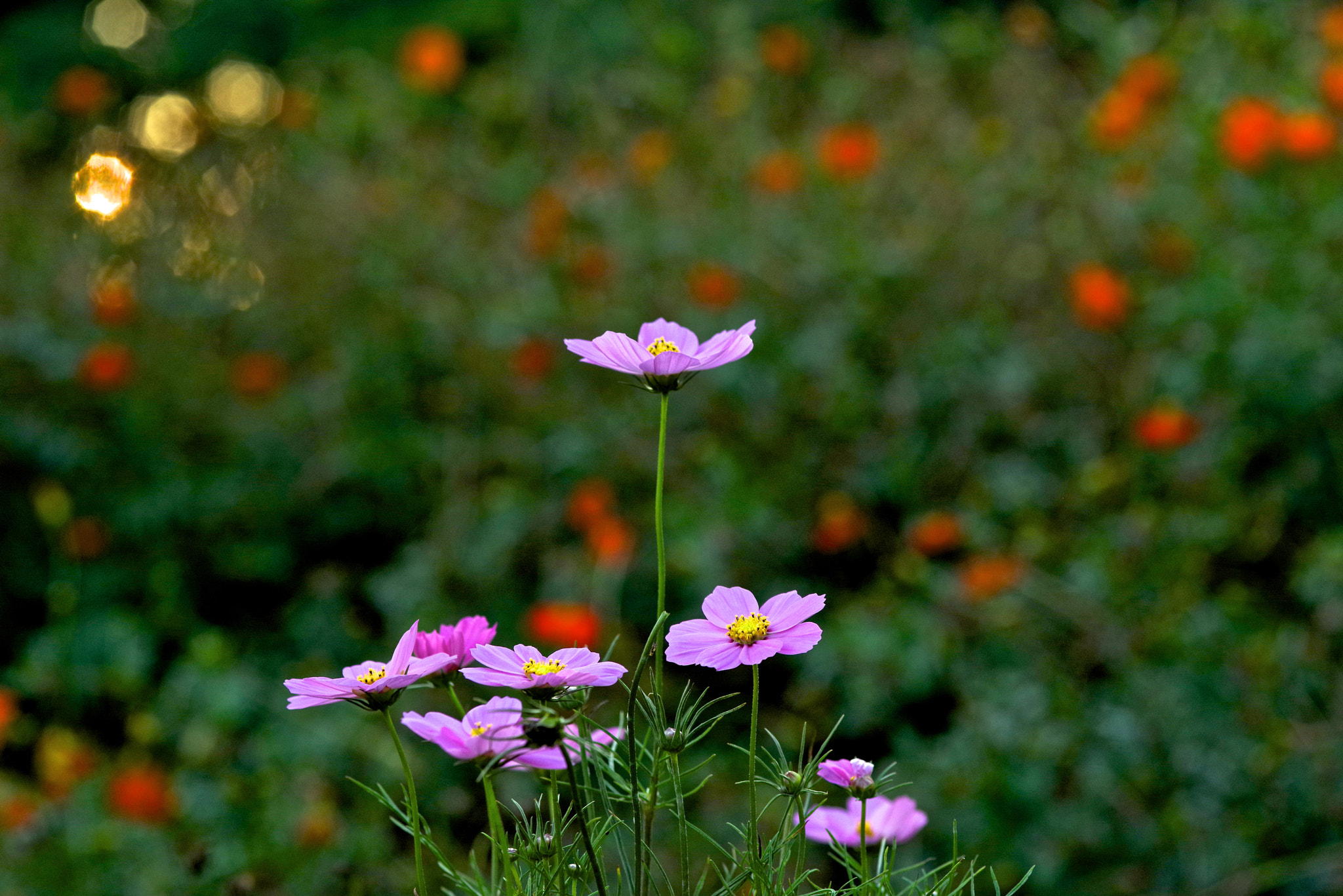 Pentax K-1 + Sigma sample photo. Upright photography