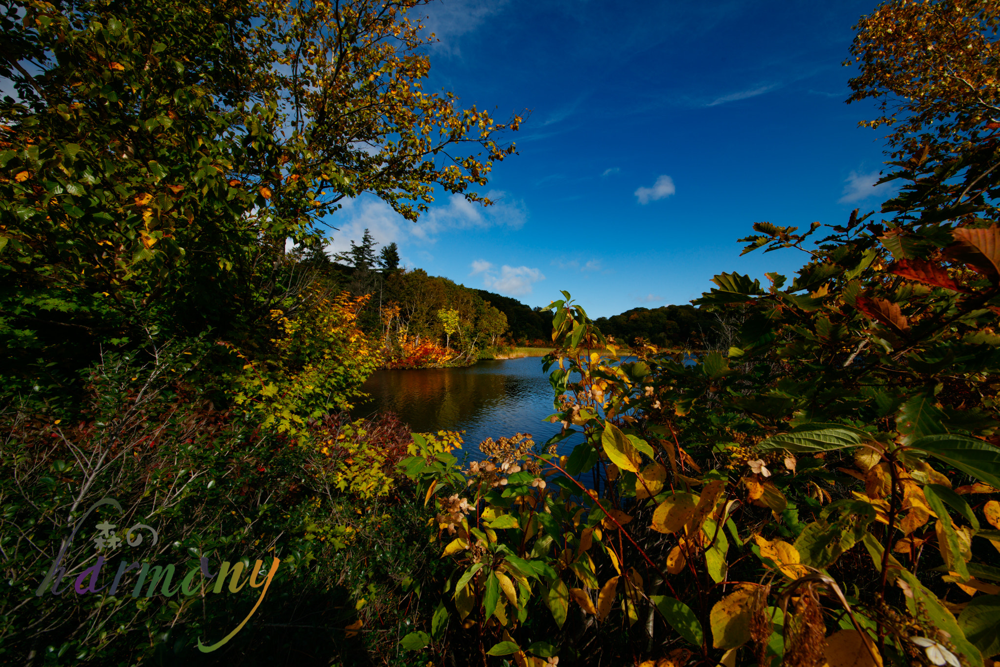 Canon EOS 5DS sample photo. Autumn leaves around the pond photography