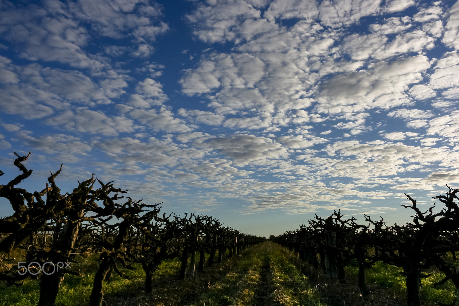 Canon EF-S 18-55mm f/3.5-5.6 USM sample photo. The pruning of vineyards photography