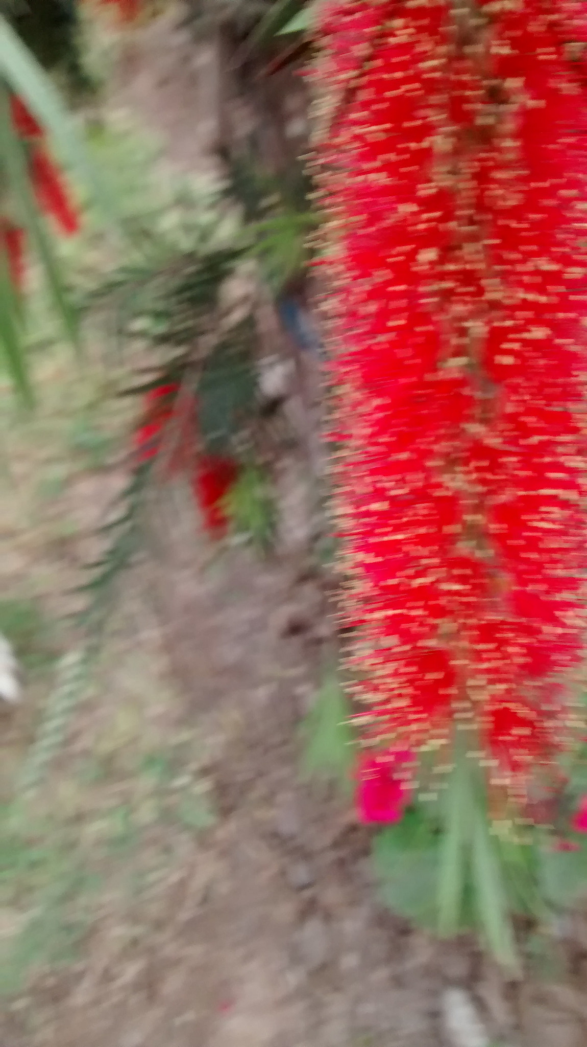 Motorola Moto G with 4G LTE (1st Gen) sample photo. Chispas de color.jpg photography
