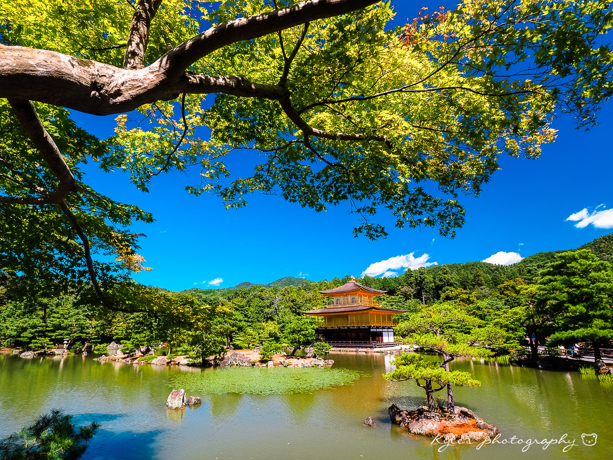 Olympus OM-D E-M1 + Olympus Zuiko Digital ED 9-18mm F4.0-5.6 sample photo. 金閣寺 photography