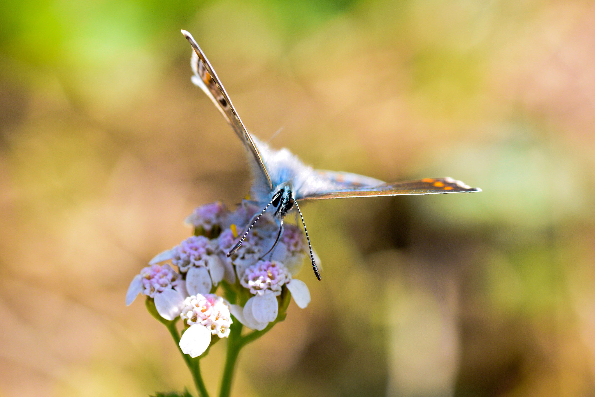 Nikon D5300 + Tamron SP 90mm F2.8 Di VC USD 1:1 Macro sample photo