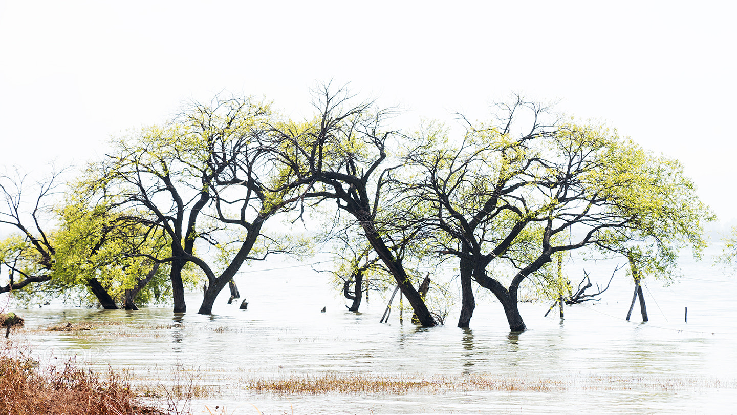 Sony a99 II sample photo. Trees in water photography