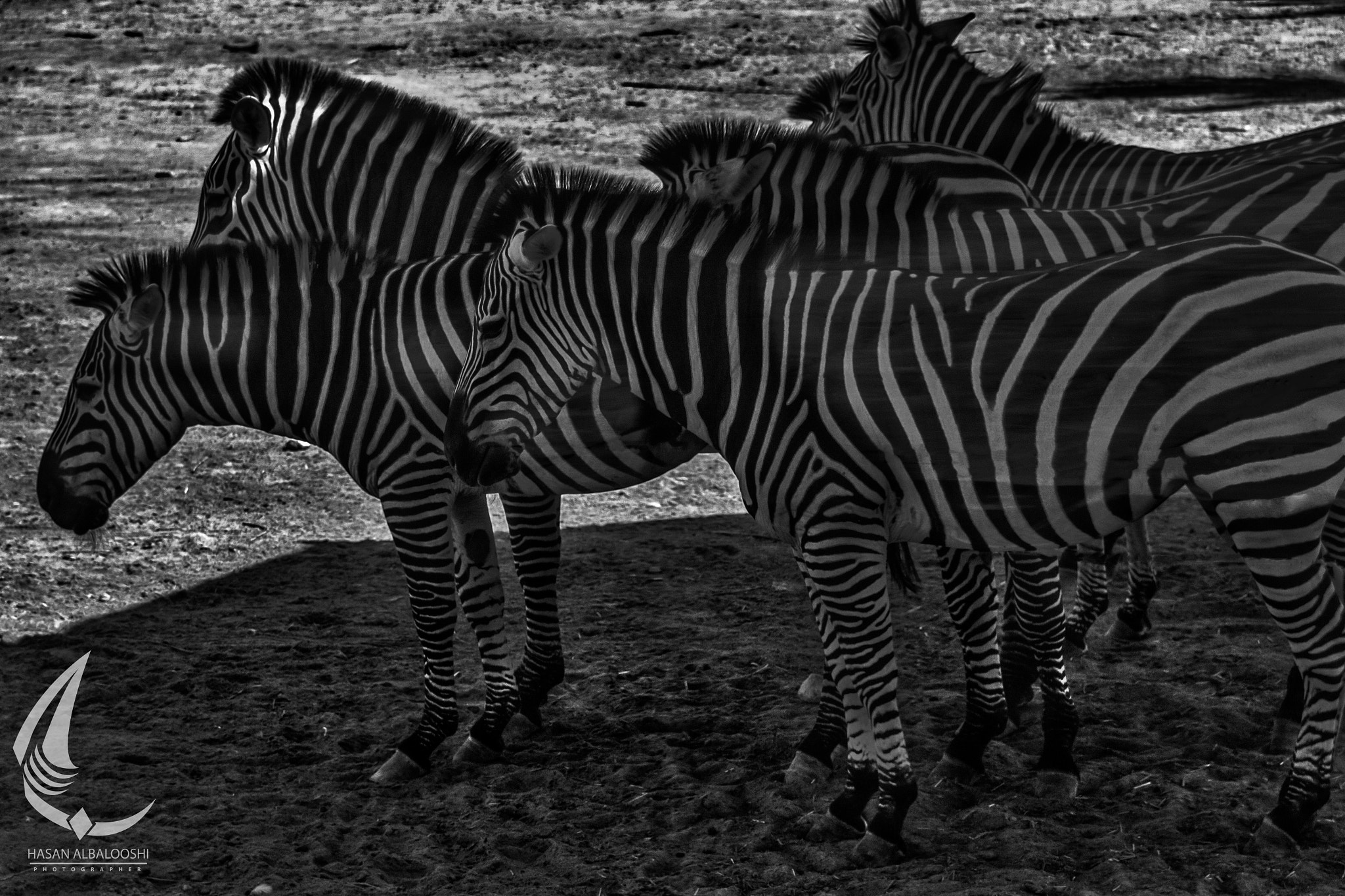 Sigma 18-250mm F3.5-6.3 DC OS HSM sample photo. Zebra photography