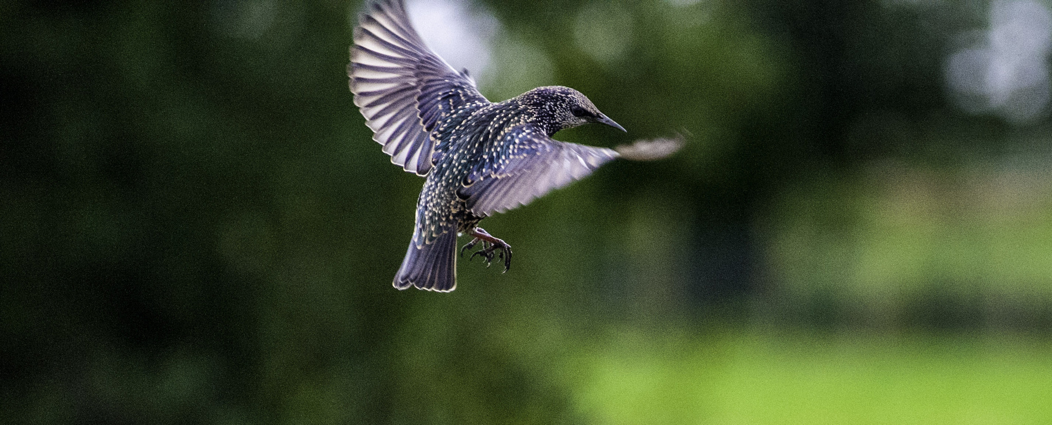 AF Zoom-Nikkor 80-200mm f/2.8 ED sample photo. Solo photography