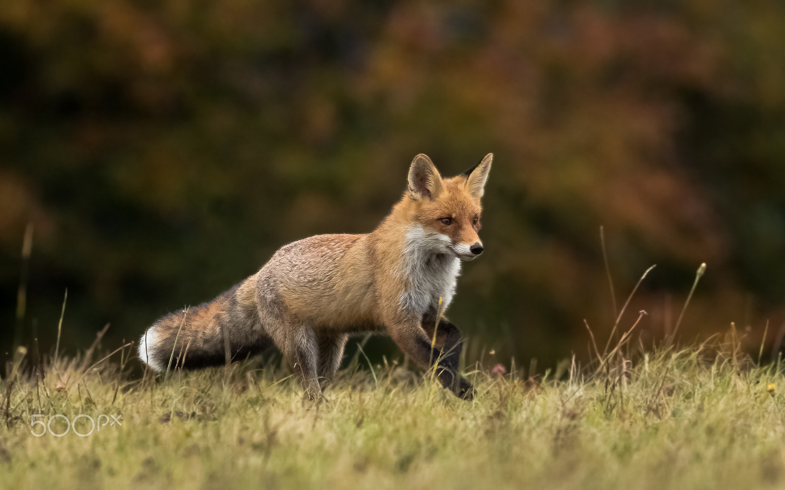 Canon EOS 760D (EOS Rebel T6s / EOS 8000D) + Canon EF 400mm F5.6L USM sample photo. Liška obecná ( lišák)- v lidské péči photography