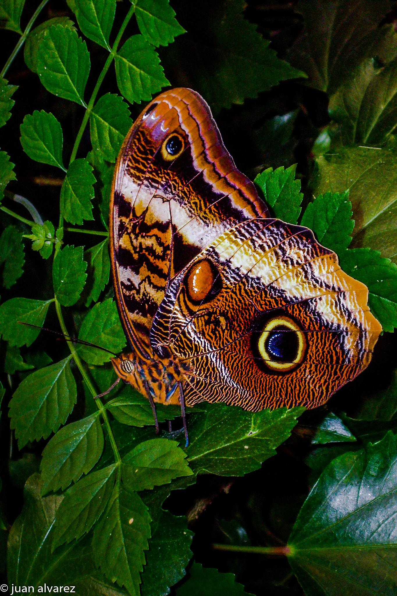 Pentax OPTIO S6 sample photo. Mariposa photography