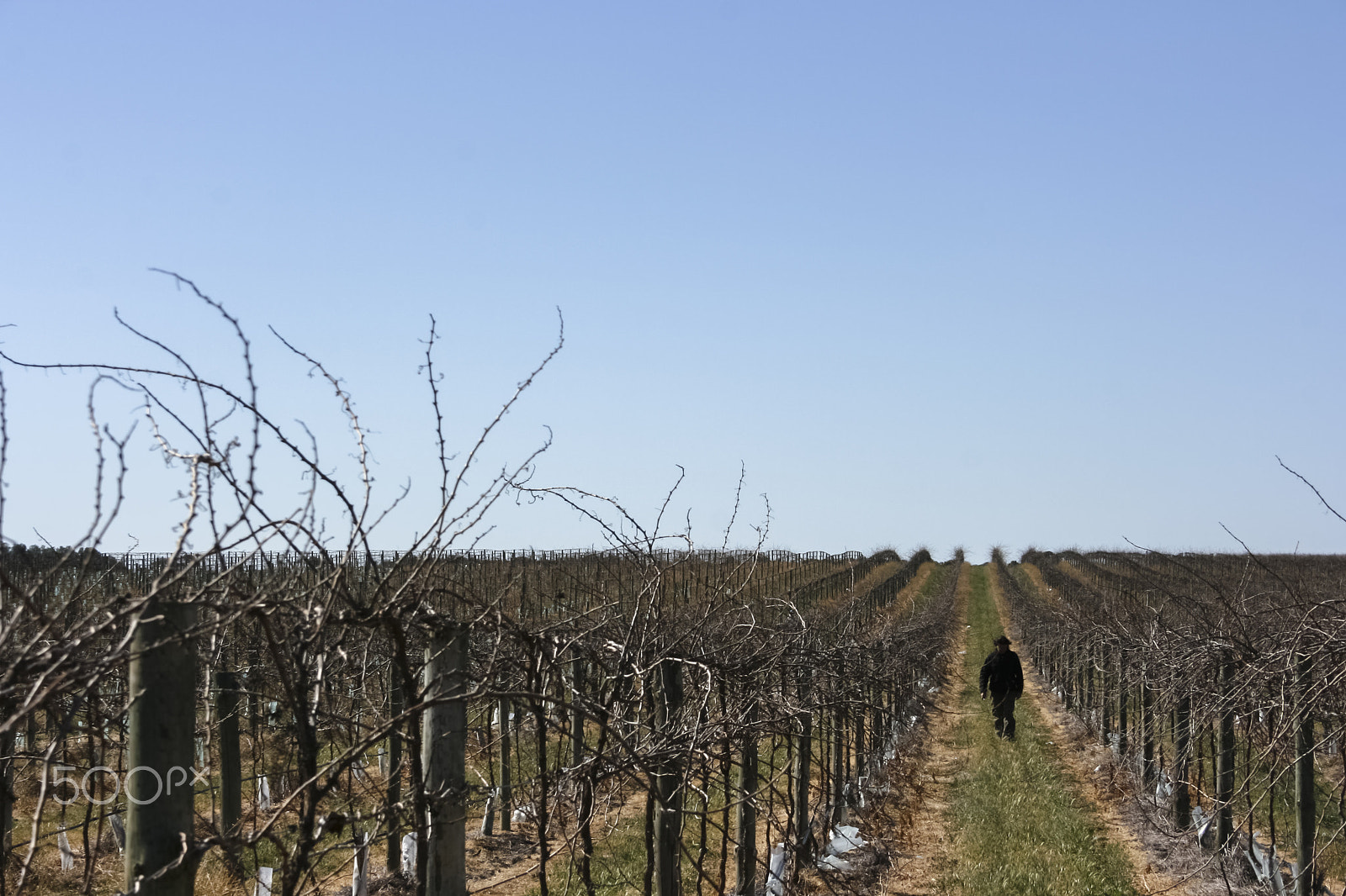 Canon EF-S 18-55mm f/3.5-5.6 USM sample photo. Vineyard walk photography