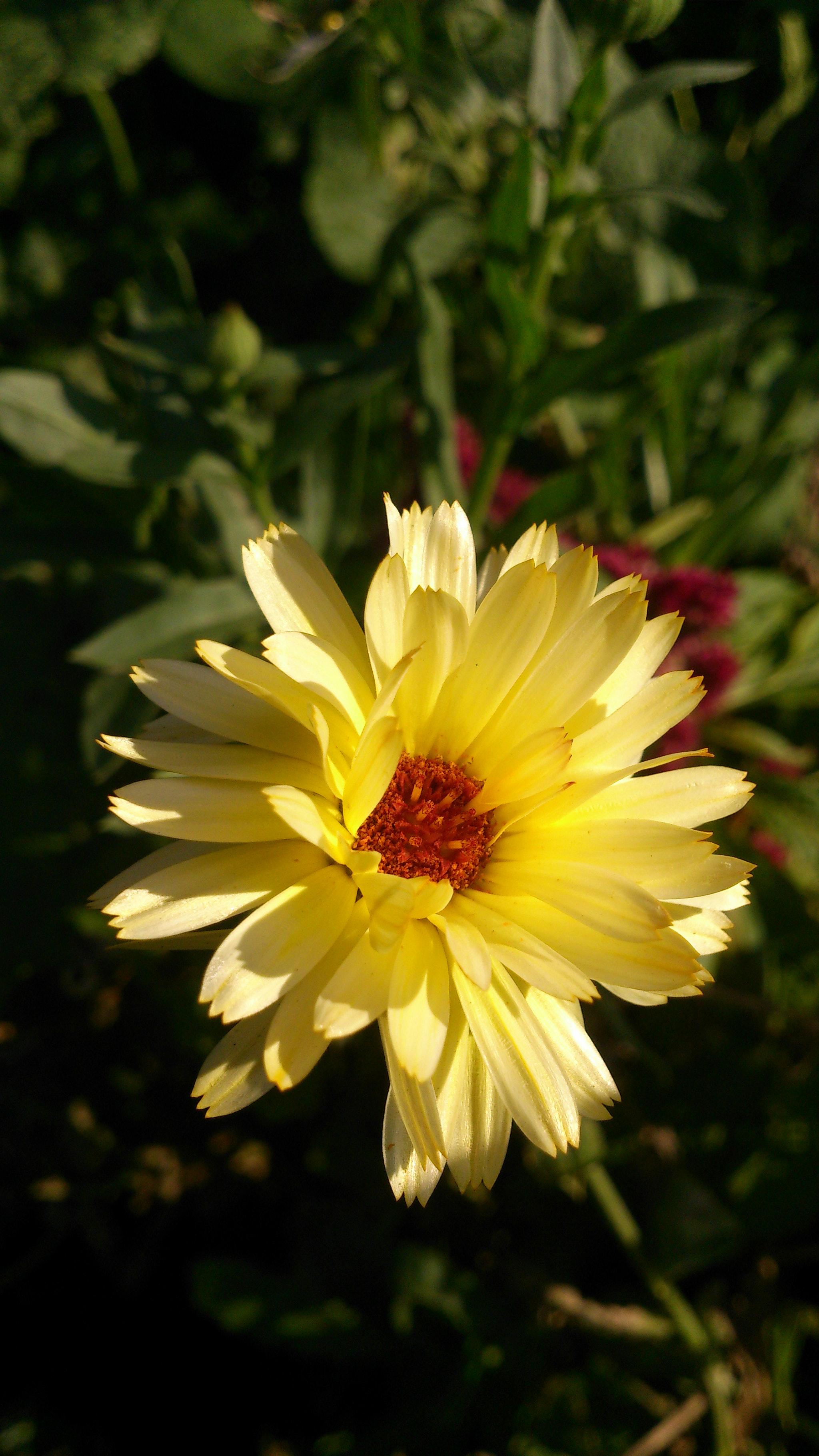 Sony Xperia T sample photo. Sunlight photography