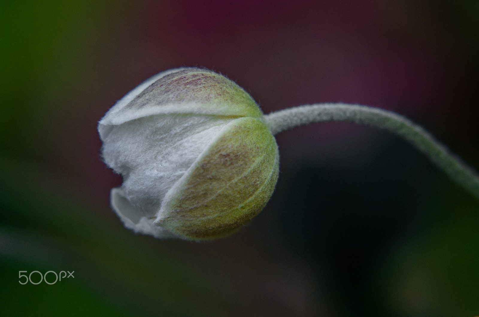 Pentax K-50 sample photo. Hairy plant bud  photography