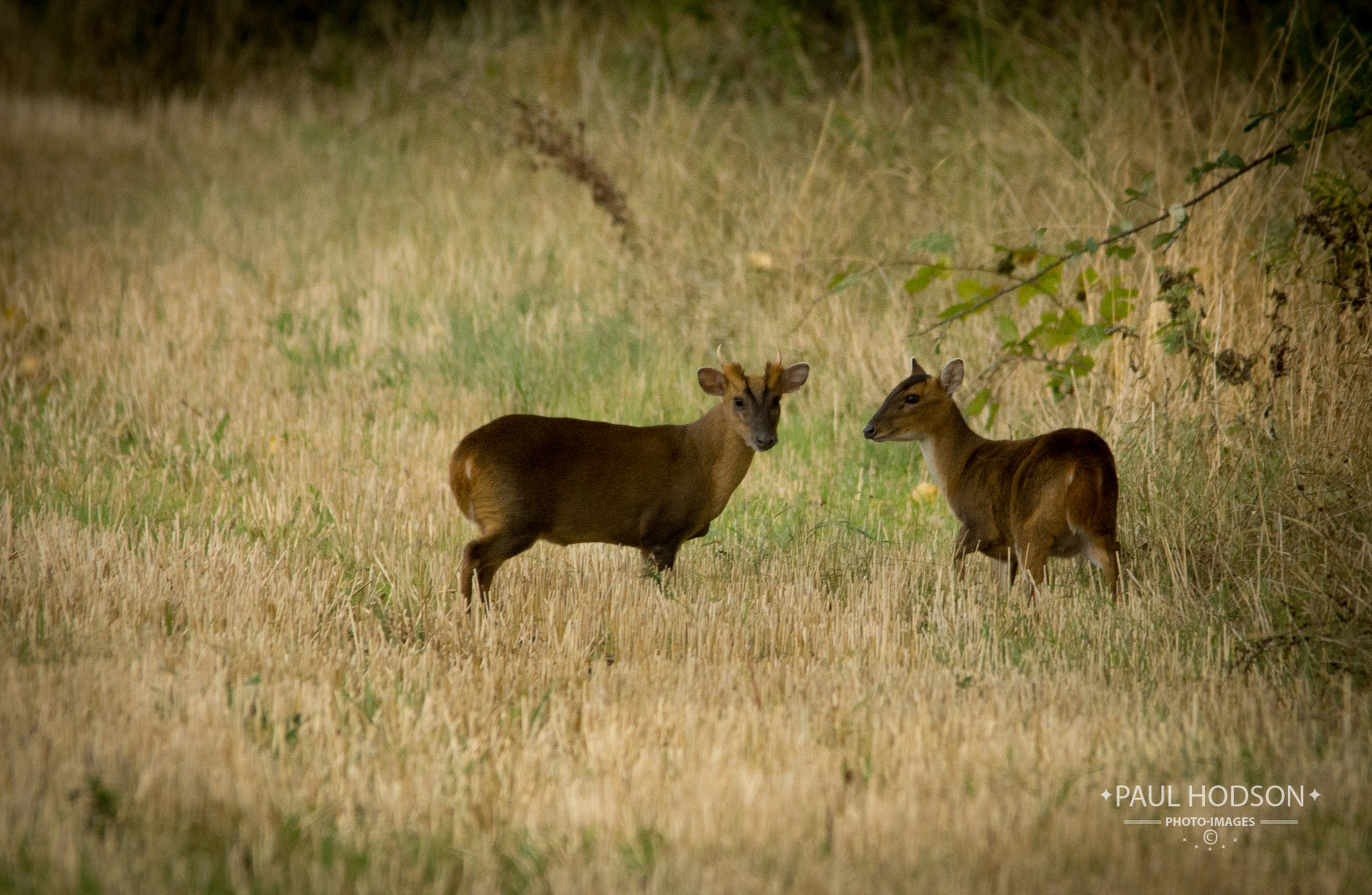 Sony SLT-A77 + Sigma 150-500mm F5-6.3 DG OS HSM sample photo. Muntjacs deer photography