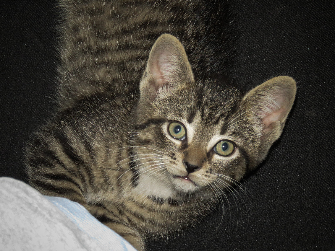 3.8 - 247.0 mm sample photo. Cute little kitty photography