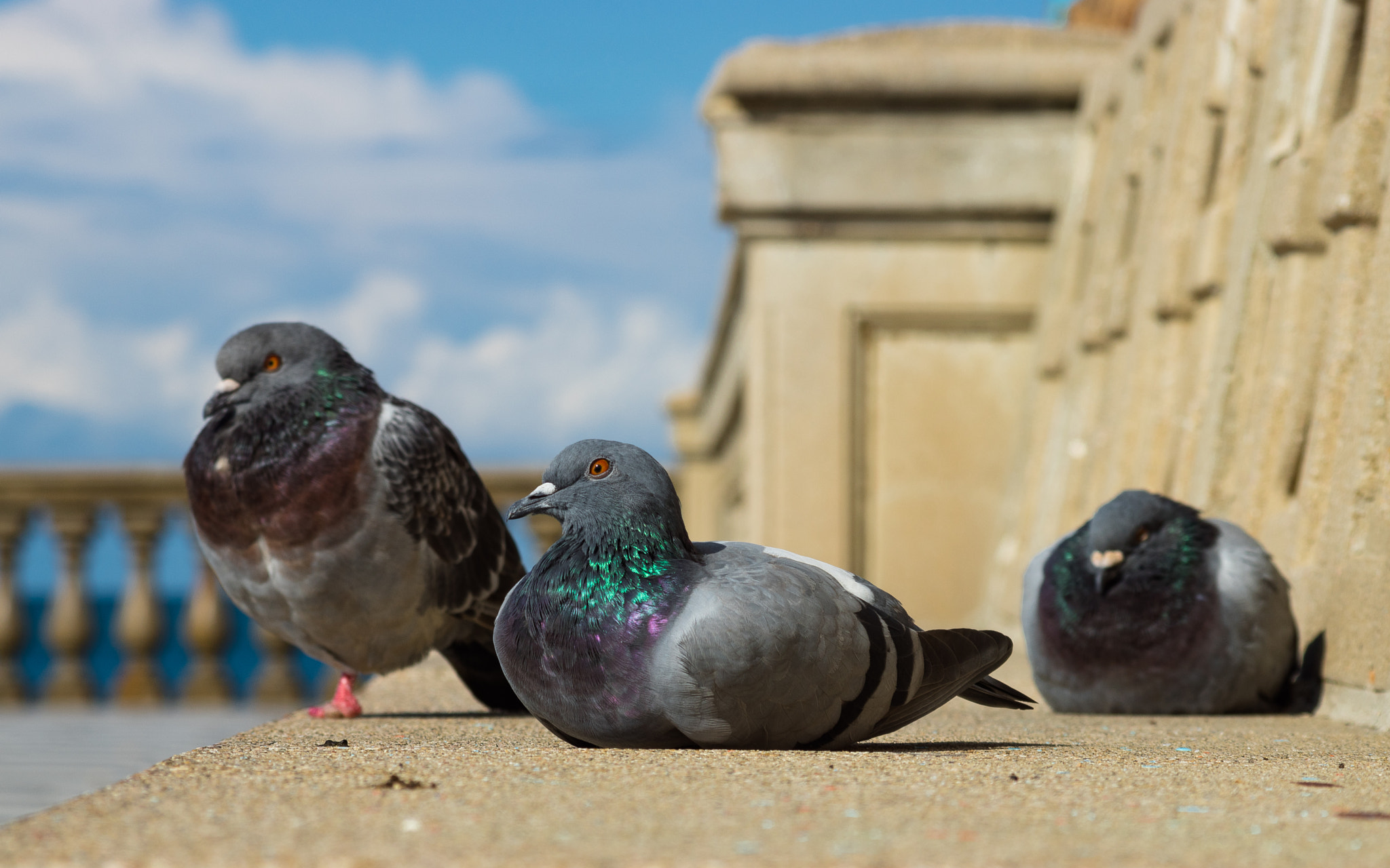 Sony SLT-A68 sample photo. Sunbath photography