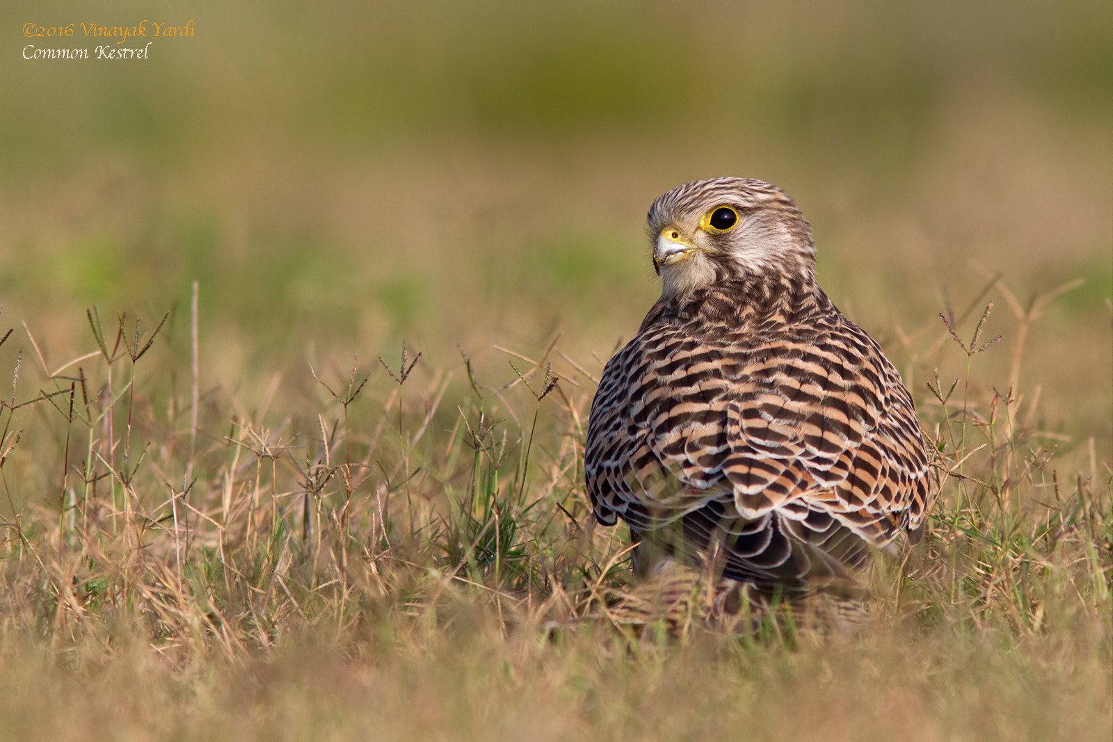 Canon EOS 7D + Canon EF 300mm F4L IS USM sample photo. Common kestrel, female photography