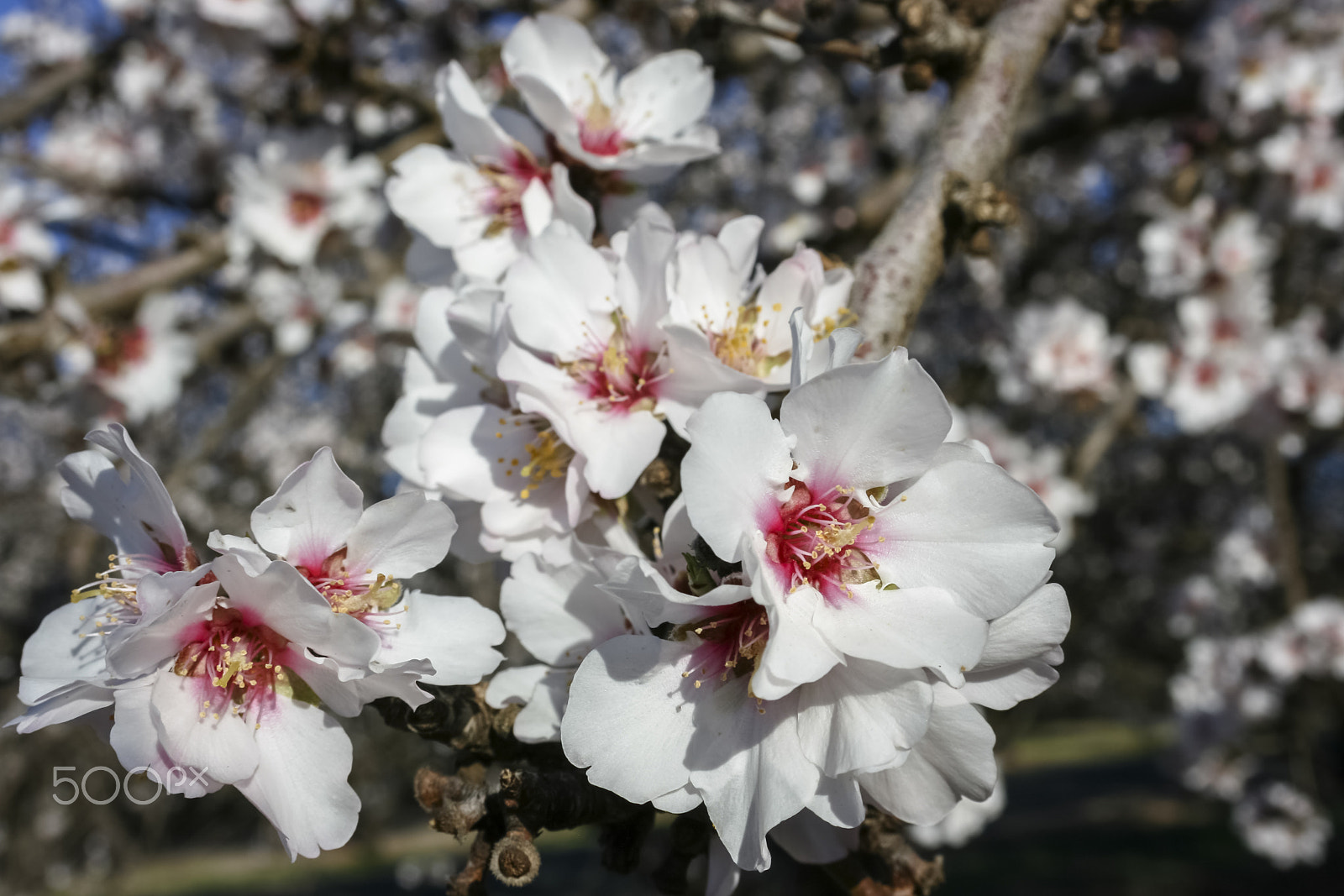 Canon EF-S 18-55mm f/3.5-5.6 USM sample photo. Almond flowers photography